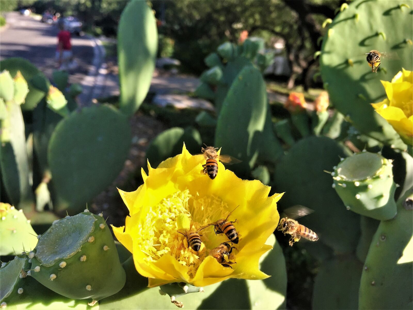 iPhone 6 Plus back camera 4.15mm f/2.2 sample photo. Bees, cactus flower, yellow photography