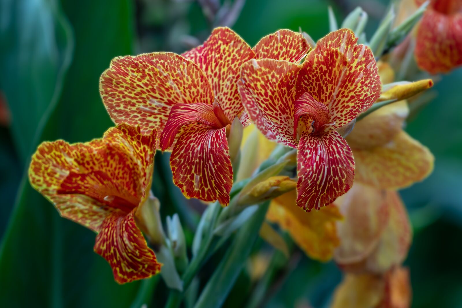 Canon EF 100mm F2.8L Macro IS USM sample photo. Flowers, iris, nature photography