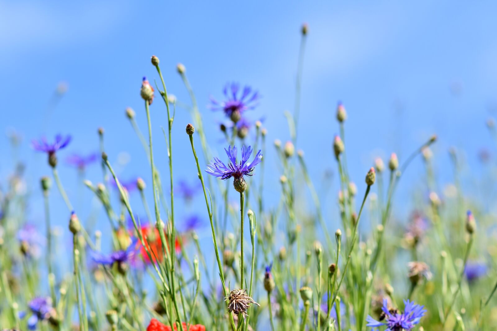 Nikon D7200 sample photo. Alpine cornflower, centaurea montana photography