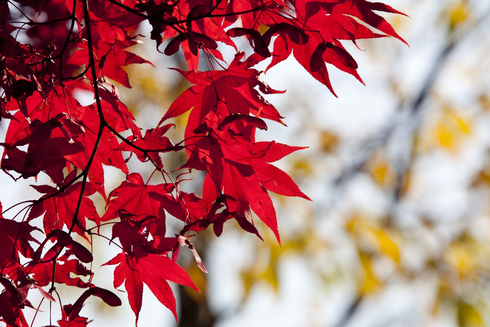 Canon EOS 5D sample photo. Autumn, autumn leaves, maple photography