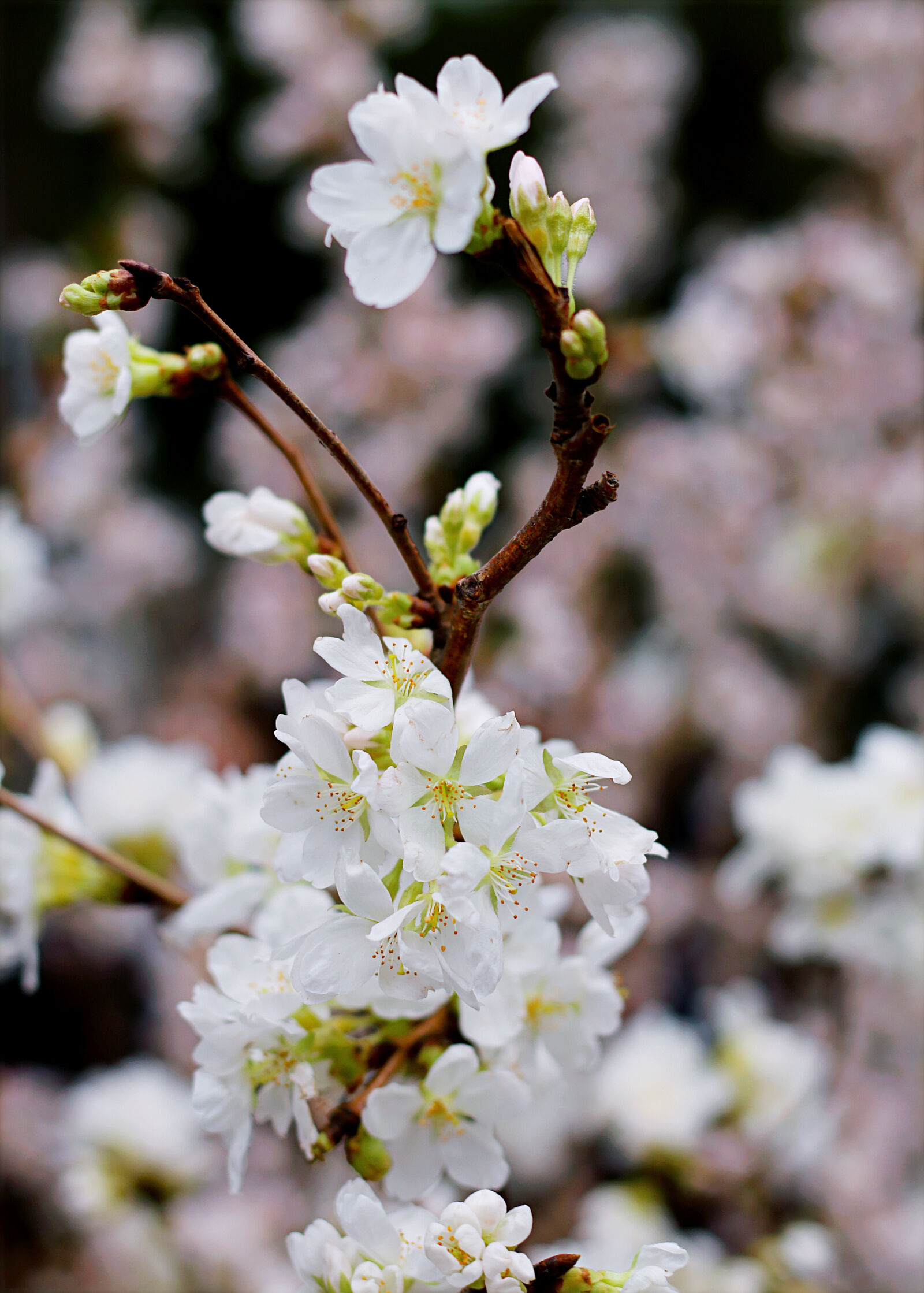 Canon EOS 70D sample photo. White, apple, blossom photography
