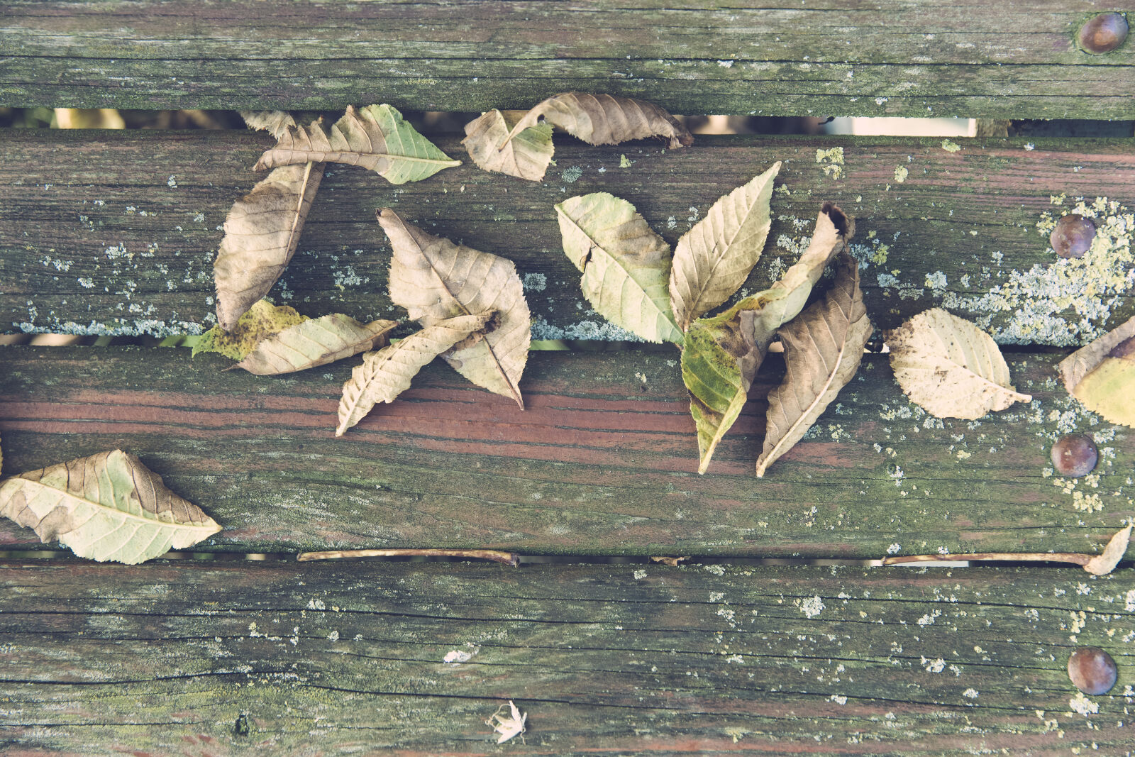 Canon EF 24-70mm F2.8L II USM sample photo. Pattern, texture, park, autumn photography
