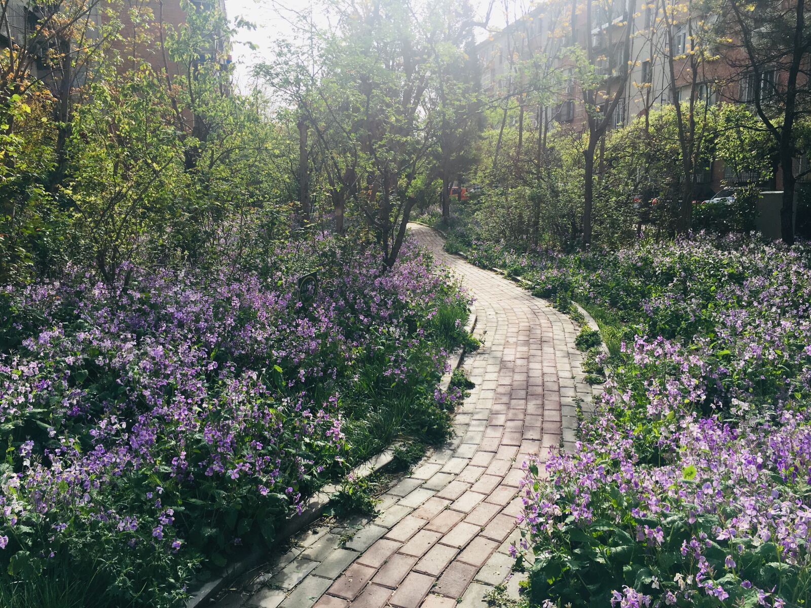 Apple iPhone 6s sample photo. Zhuge dish, flower, lane photography