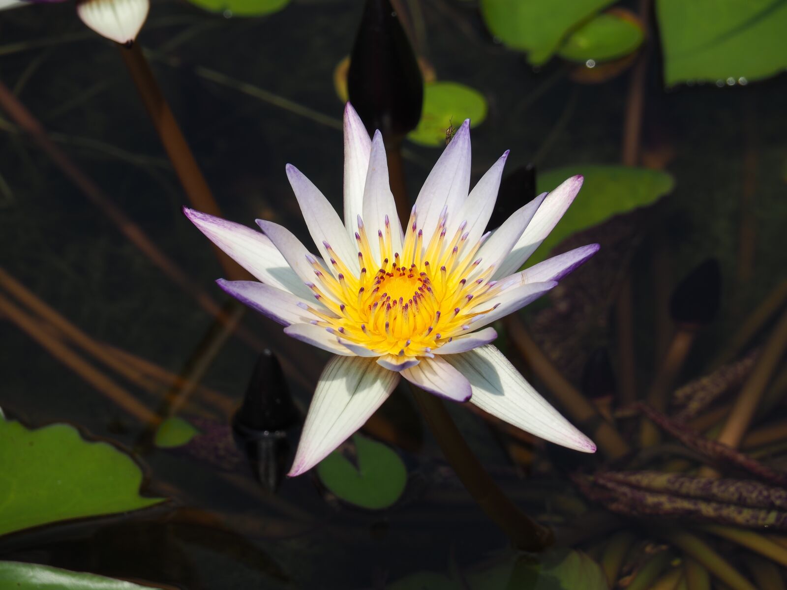Olympus OM-D E-M10 II sample photo. Pond, purple, nymphaea alba photography