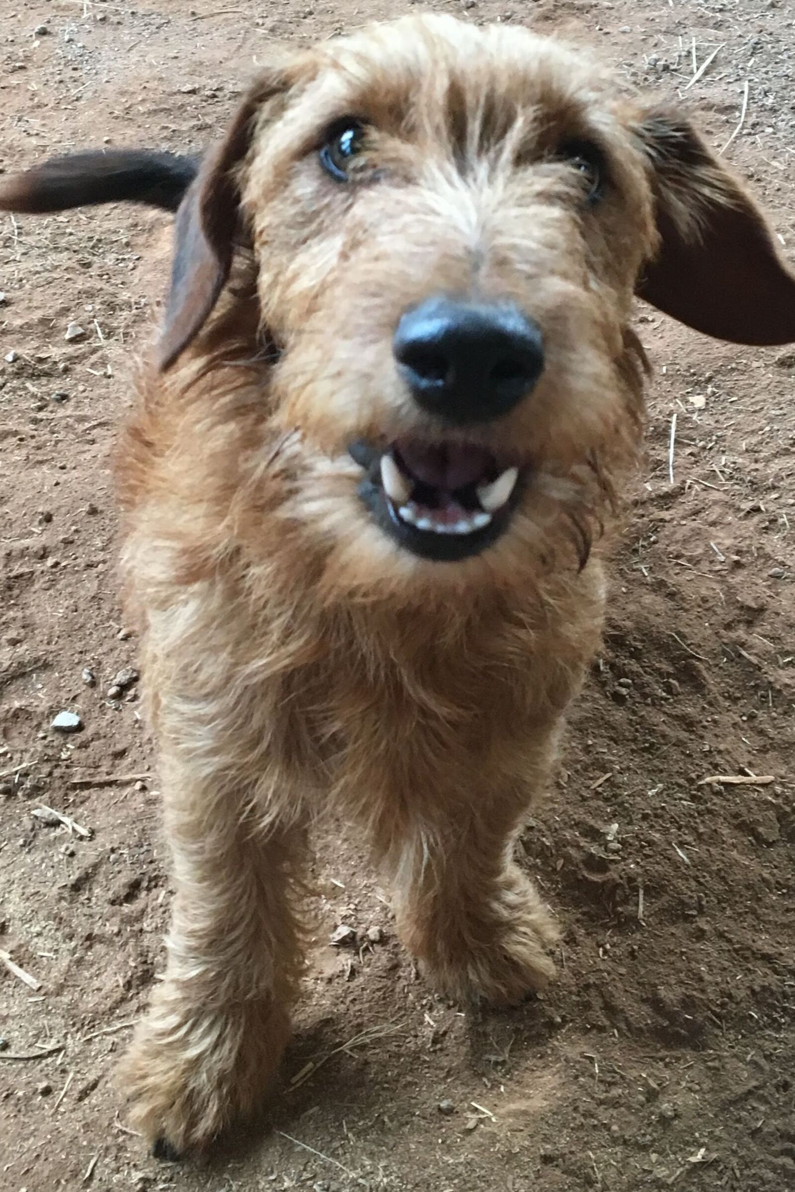 Apple iPhone 6s sample photo. Small dog, friendly dog photography