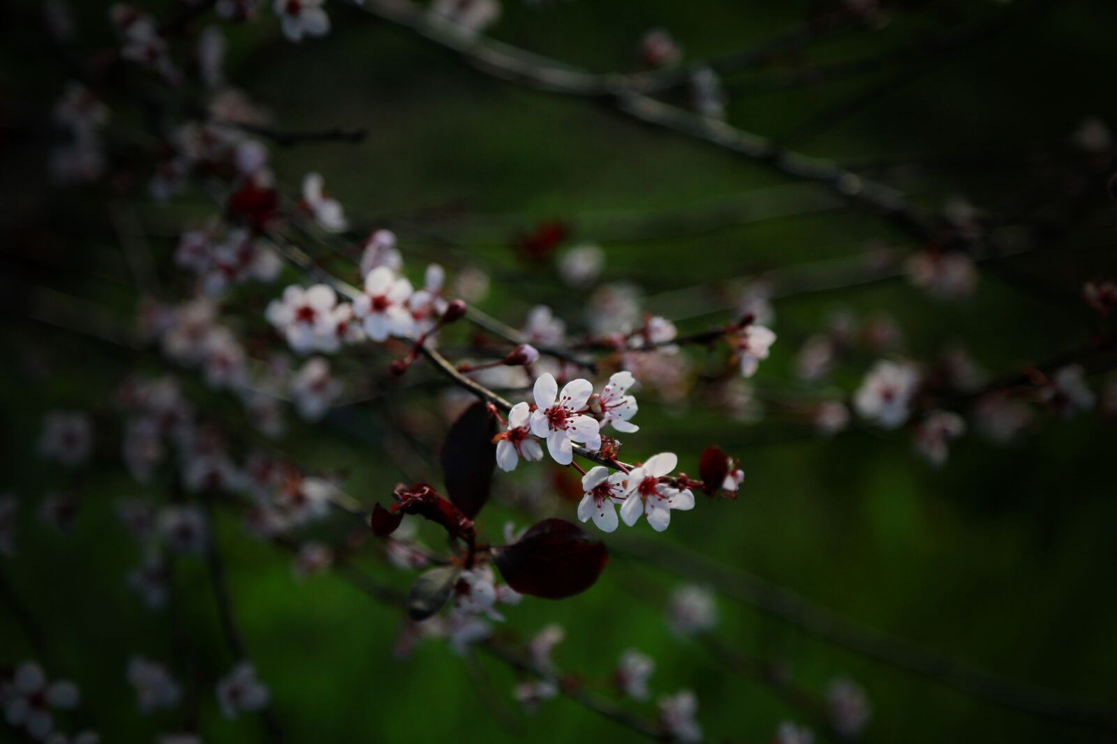 Canon EF 24-105mm F4L IS USM sample photo. Branch, tree, blossom photography