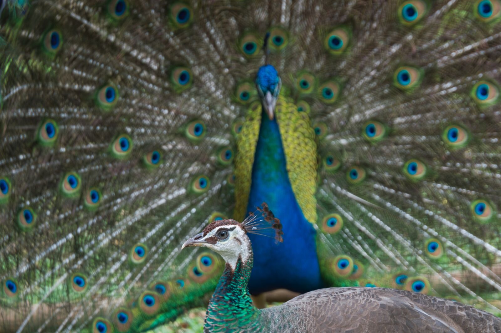 Nikon D3200 sample photo. Costa rica, ave, peacock photography