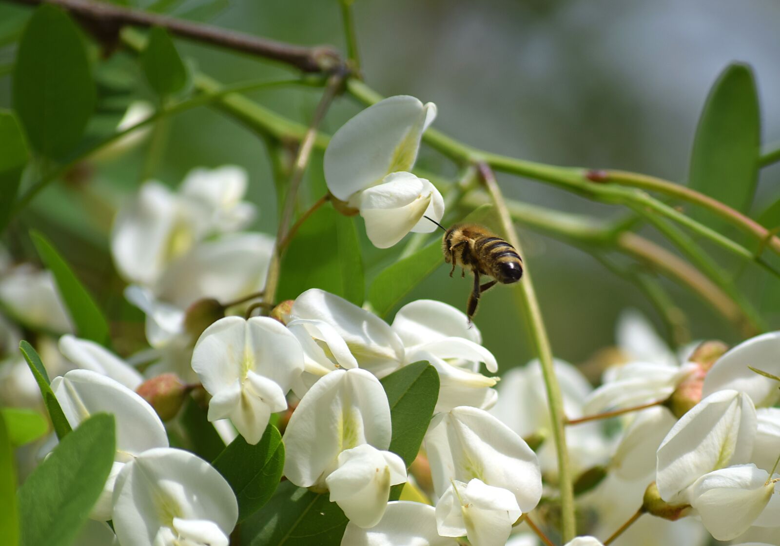 Nikon D5300 sample photo. Bee, honey bees, insect photography