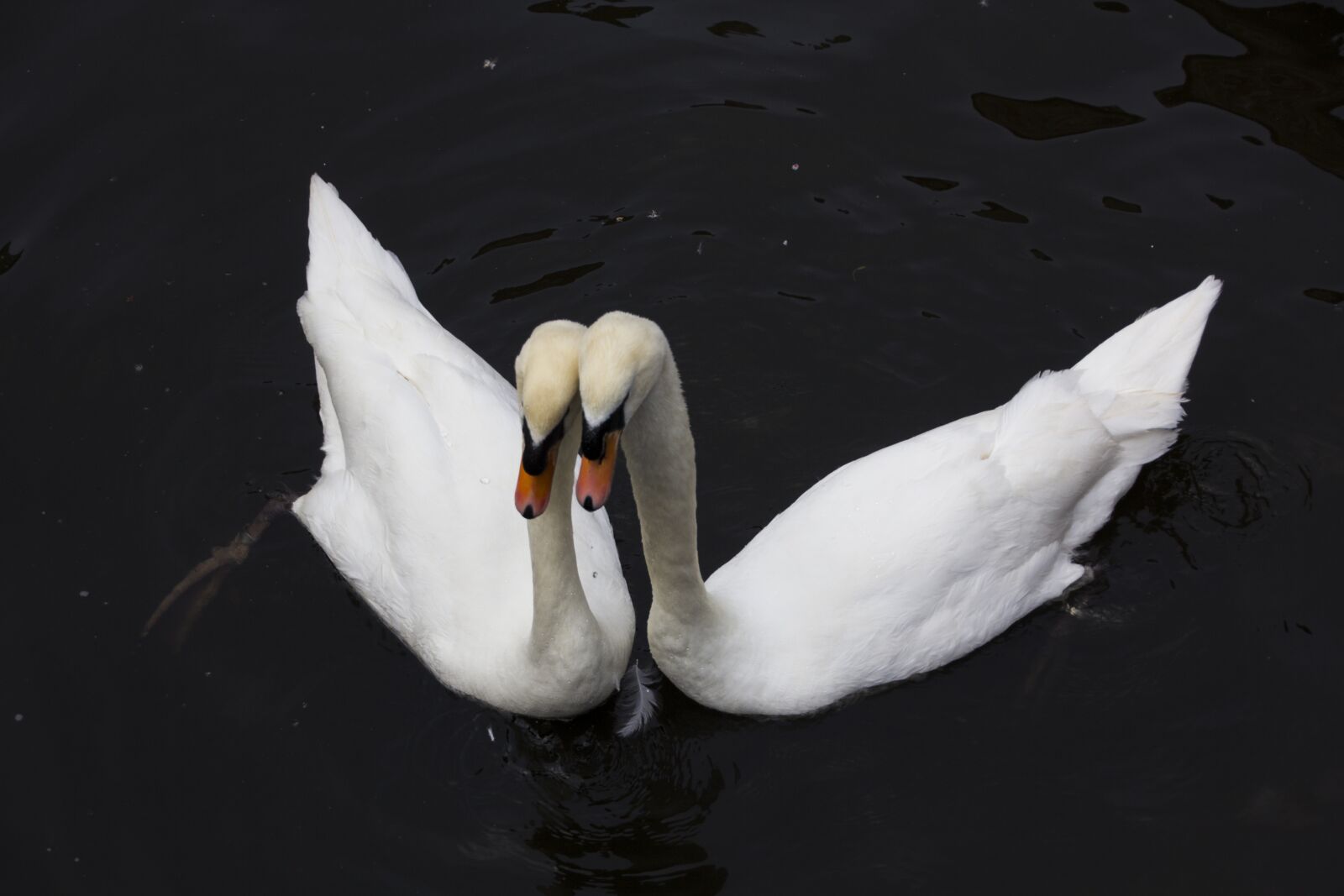 Canon EOS 60D sample photo. Bruges, swan, bird photography