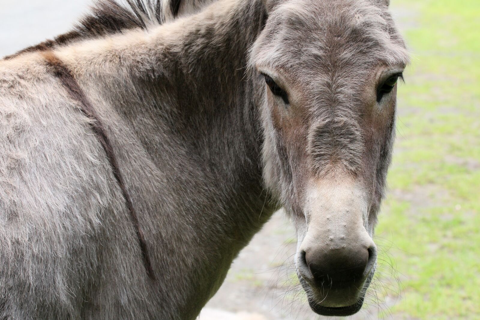 Canon EOS 60D + Canon EF 70-200mm F4L USM sample photo. Donkey, animal, nature photography