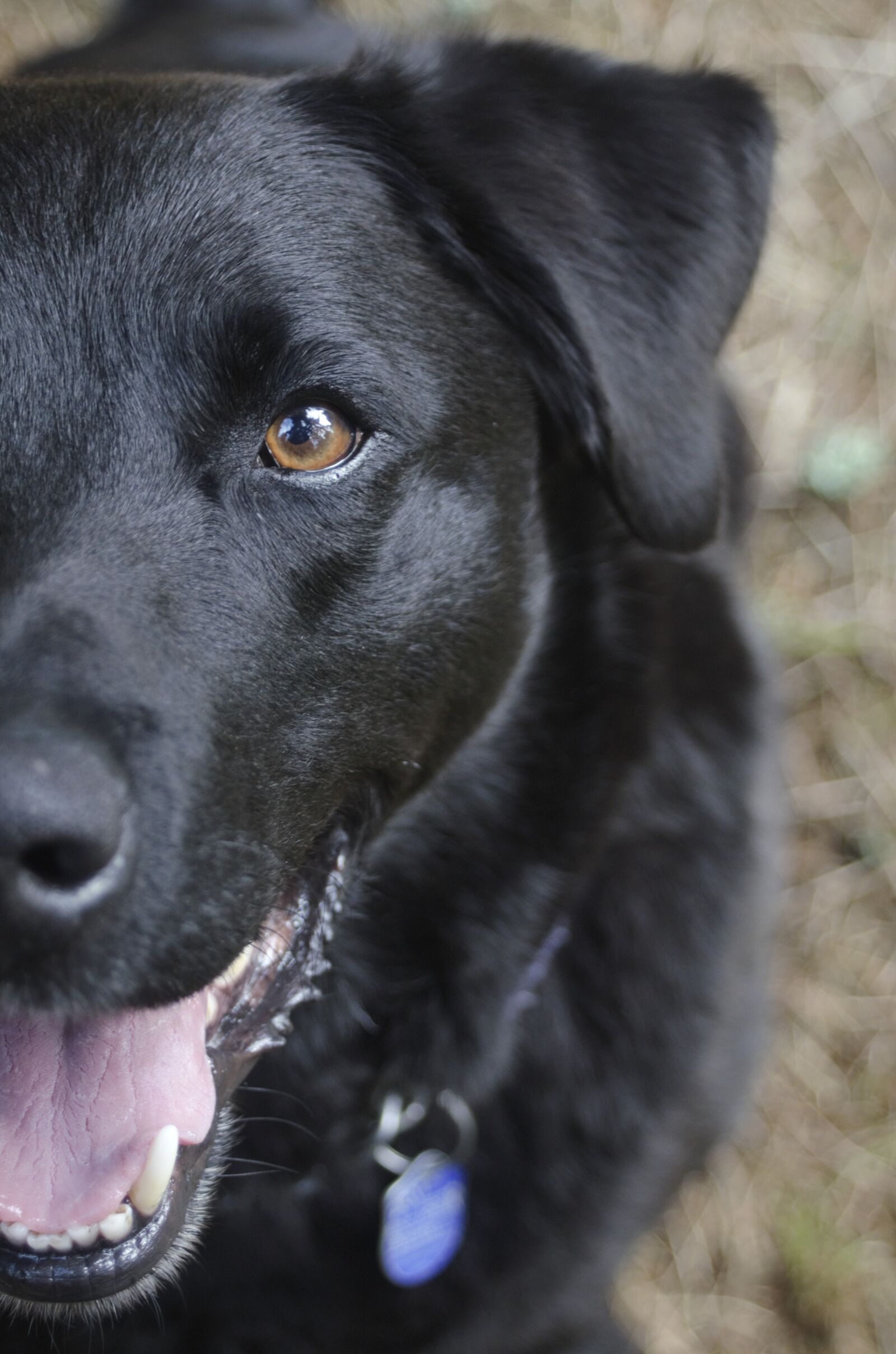 Nikon D7000 sample photo. Dog, black, black dog photography