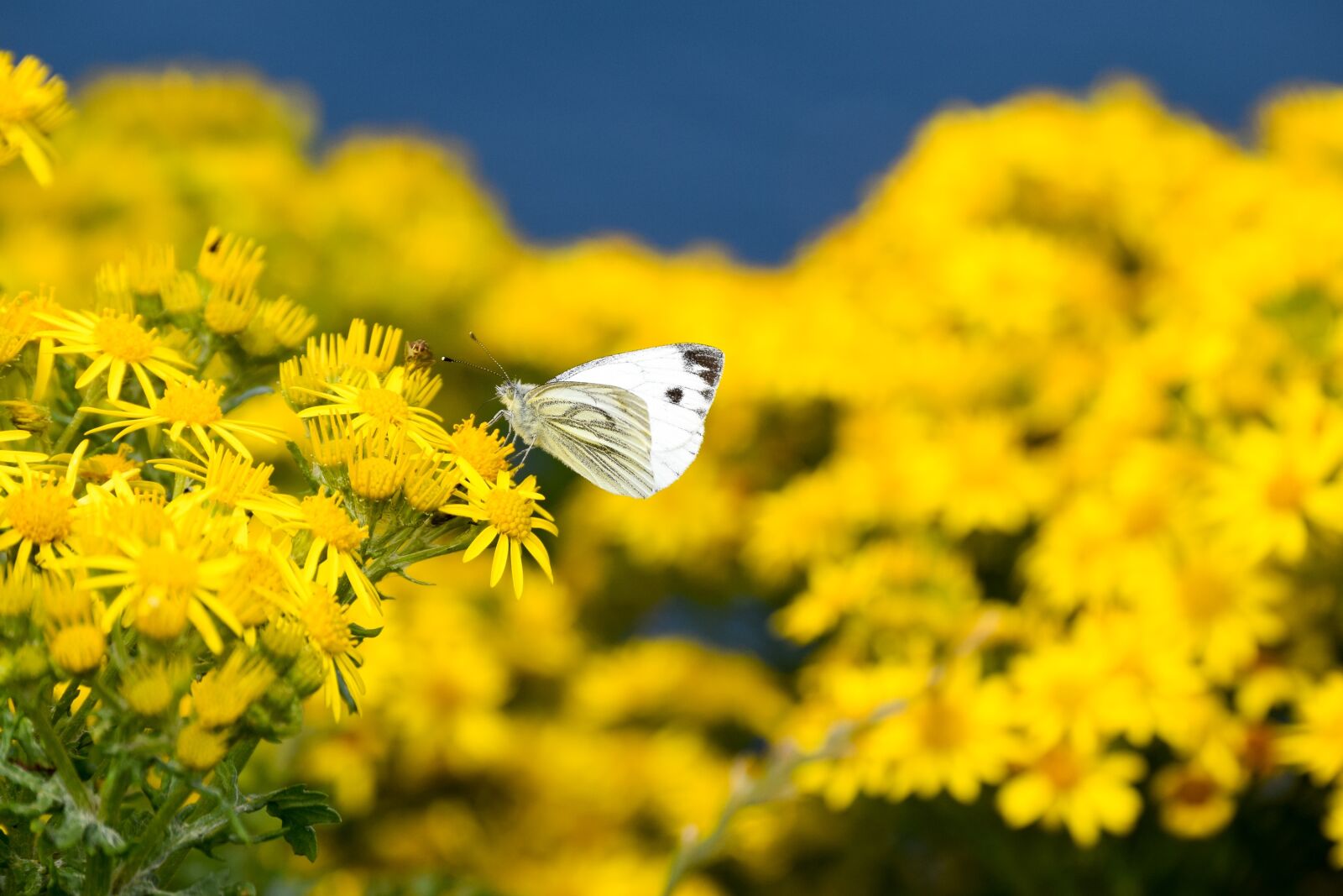 Nikon D3300 sample photo. Butterfly, white, flowers photography