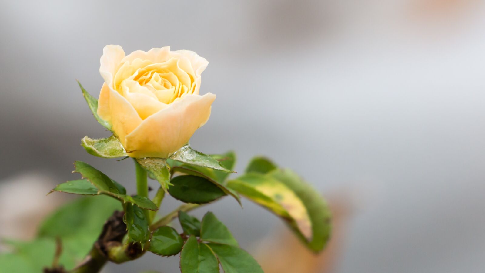 Canon EOS 70D sample photo. White rose, rose, flower photography