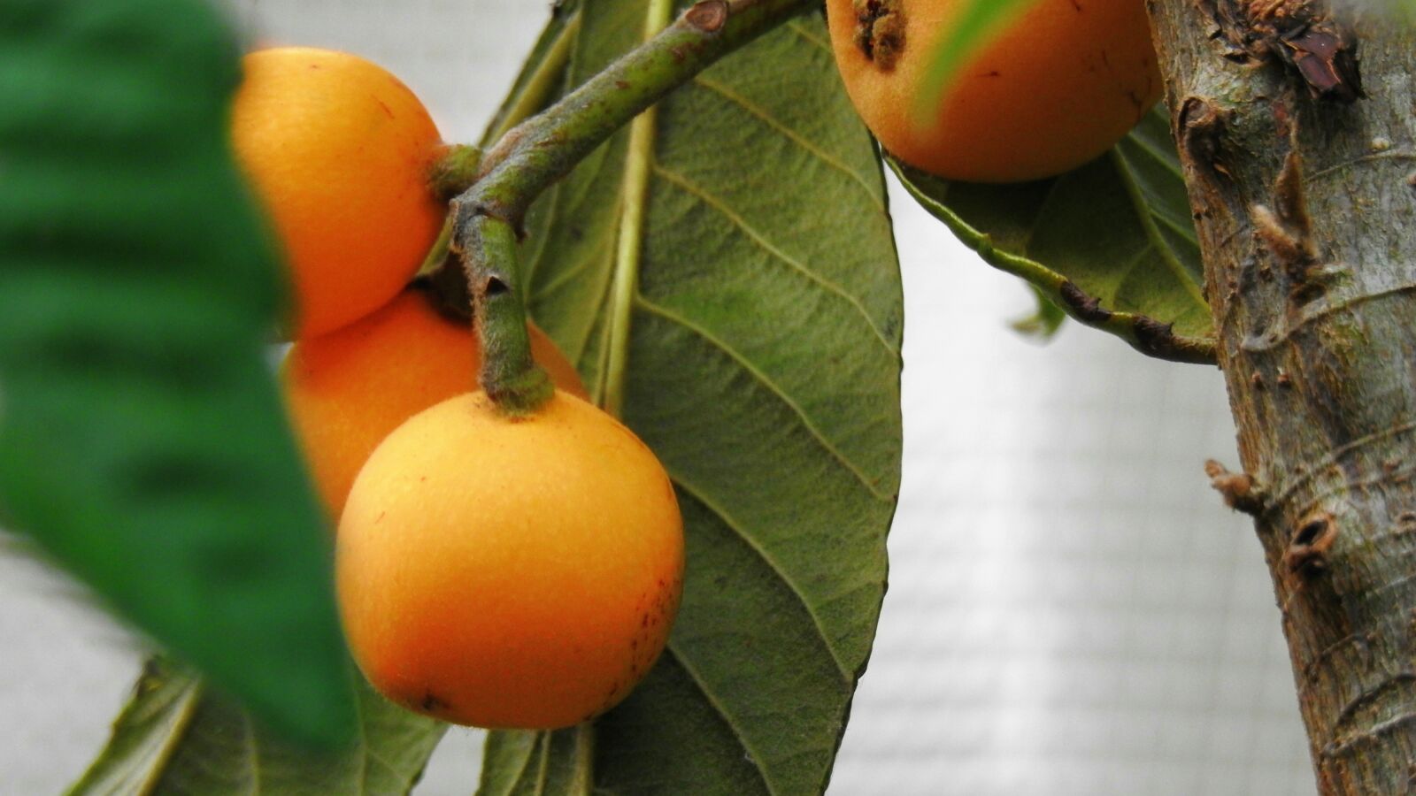 Nikon Coolpix P900 sample photo. Fruit, loquats, edible photography