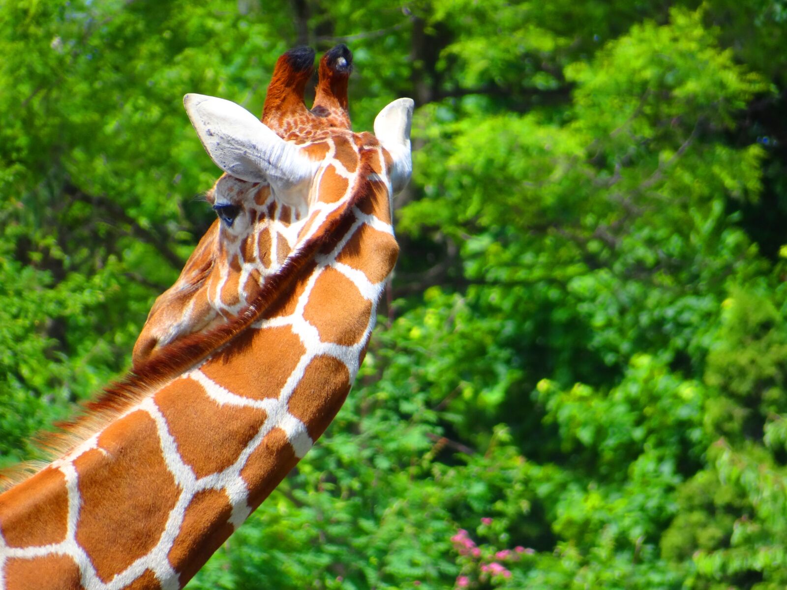 Sony Cyber-shot DSC-HX100V sample photo. Giraffe, wild, animal photography
