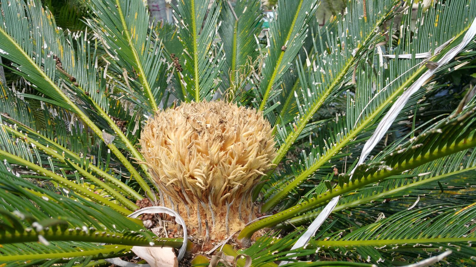 Samsung Galaxy Note4 sample photo. Tree, palm, nature photography