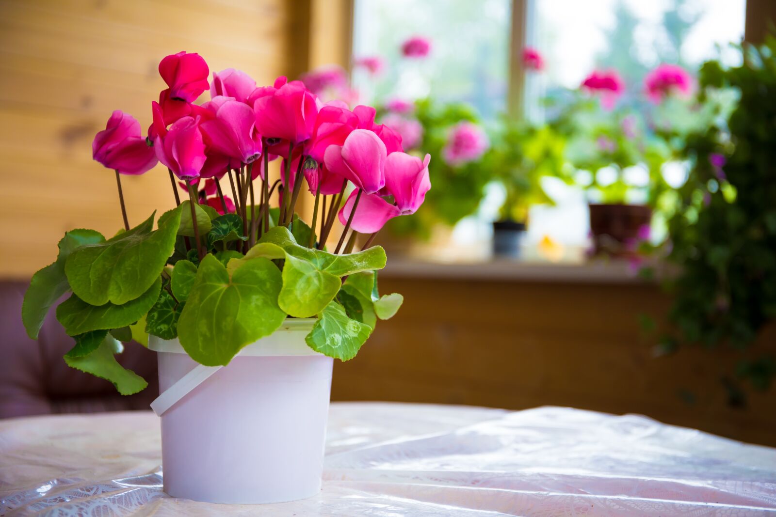 Canon EF 24-70mm F4L IS USM sample photo. Morning, flower, village photography