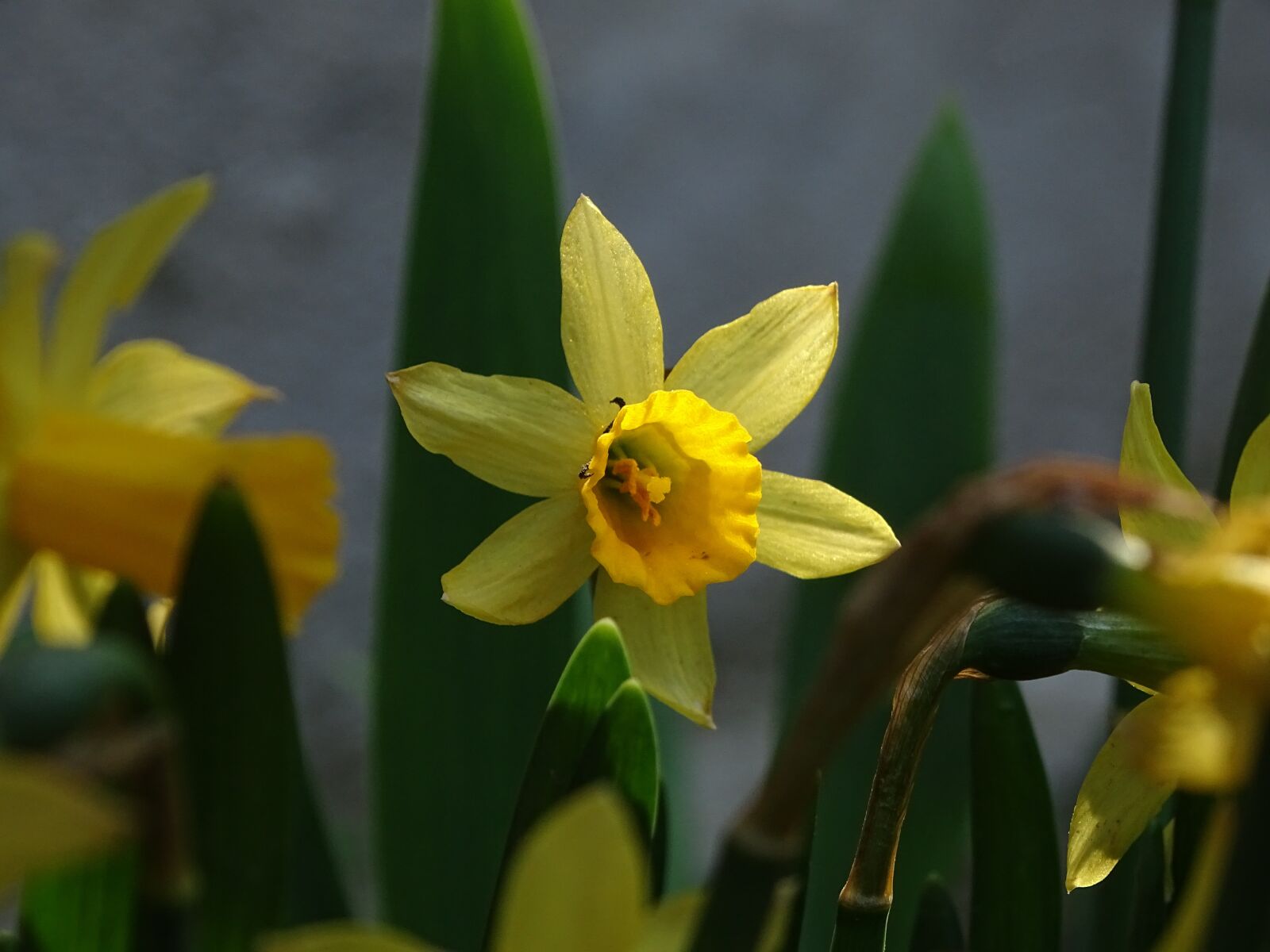 Sony Cyber-shot DSC-HX400V sample photo. Daffodil, yellow, flower photography
