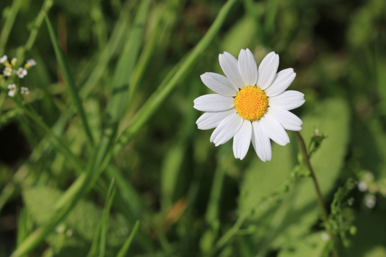 Canon EOS 70D + Canon EF 100mm F2.8 Macro USM sample photo. Daisy, green, flower photography