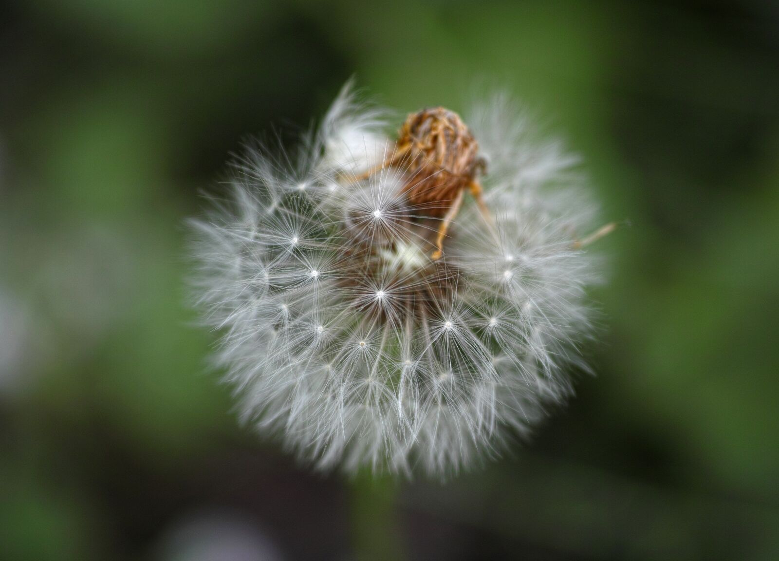 Sigma DP3 Merrill sample photo. Dandelion, flower, nature photography