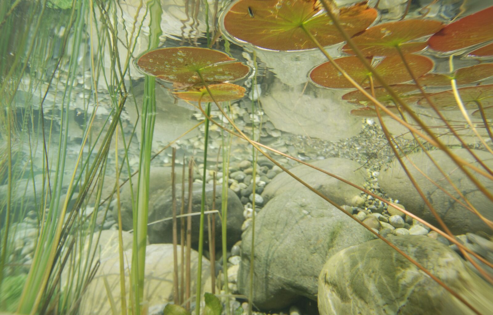 Nikon D80 sample photo. Underwater, photography, pond plants photography