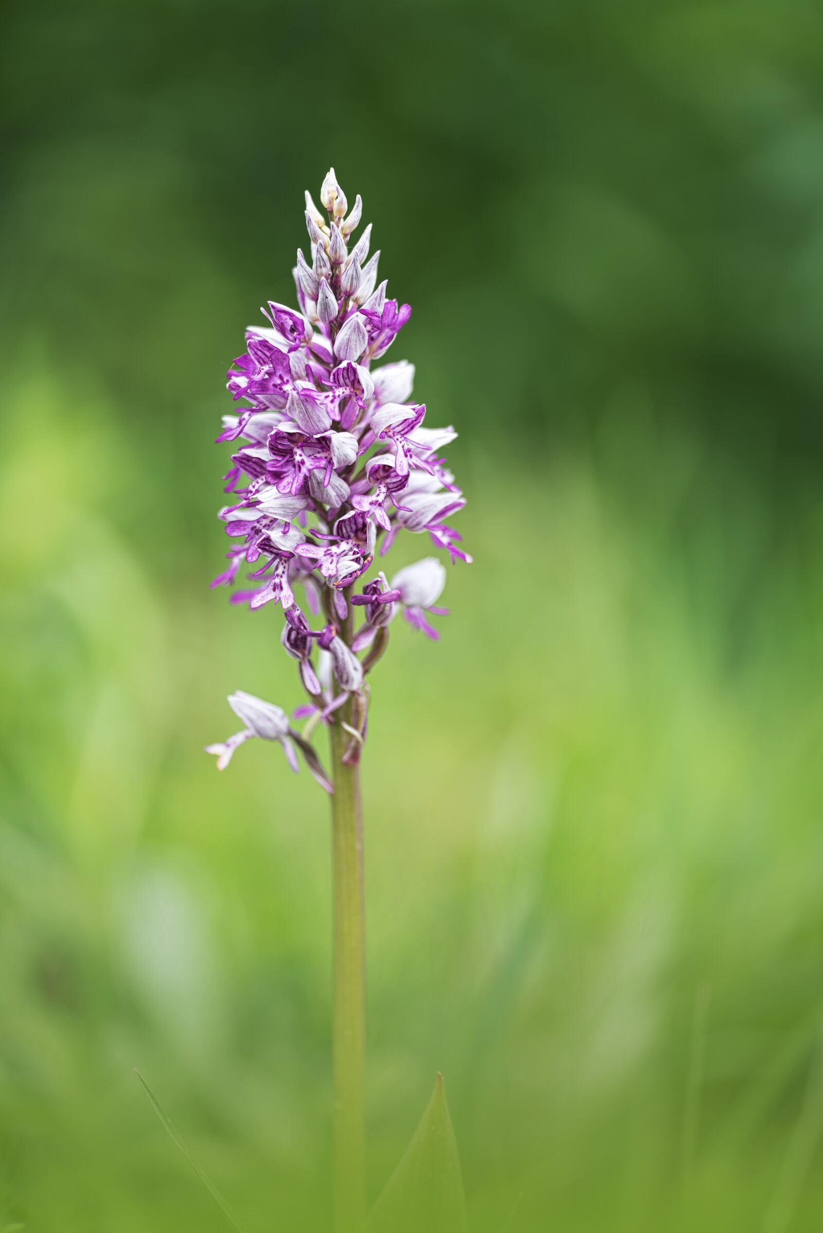 Nikon D750 sample photo. Orchid, flower, orchid like photography