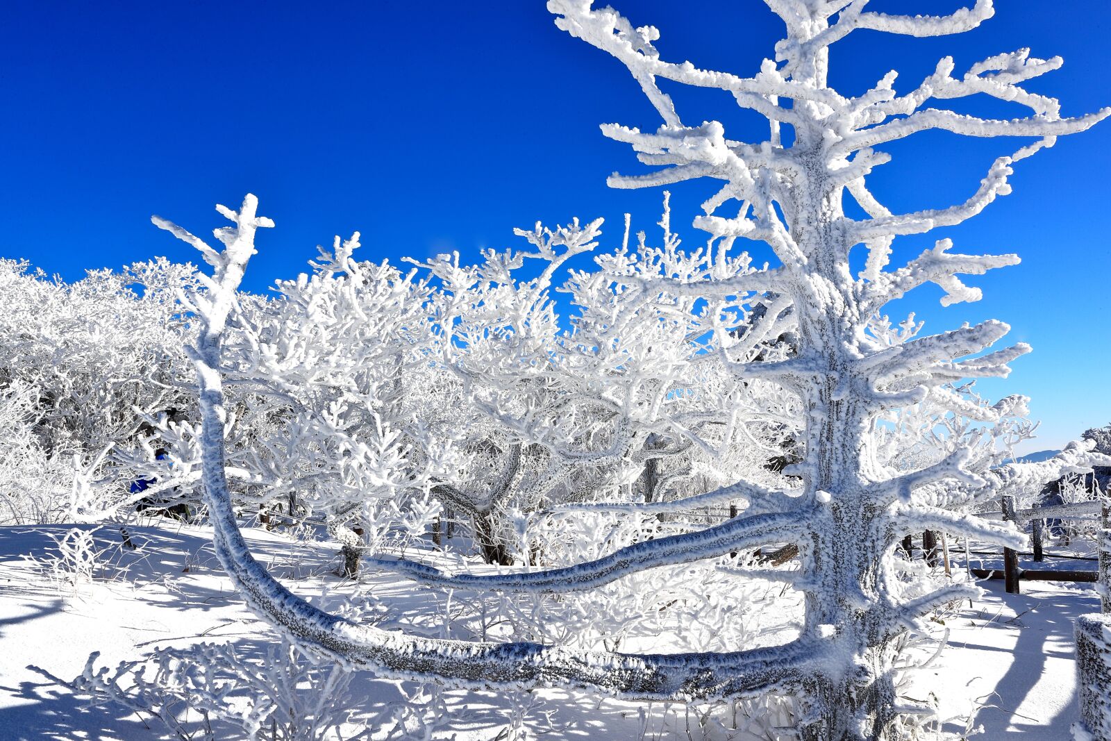 Canon EOS-1D X Mark II sample photo. Frost, snow, winter photography