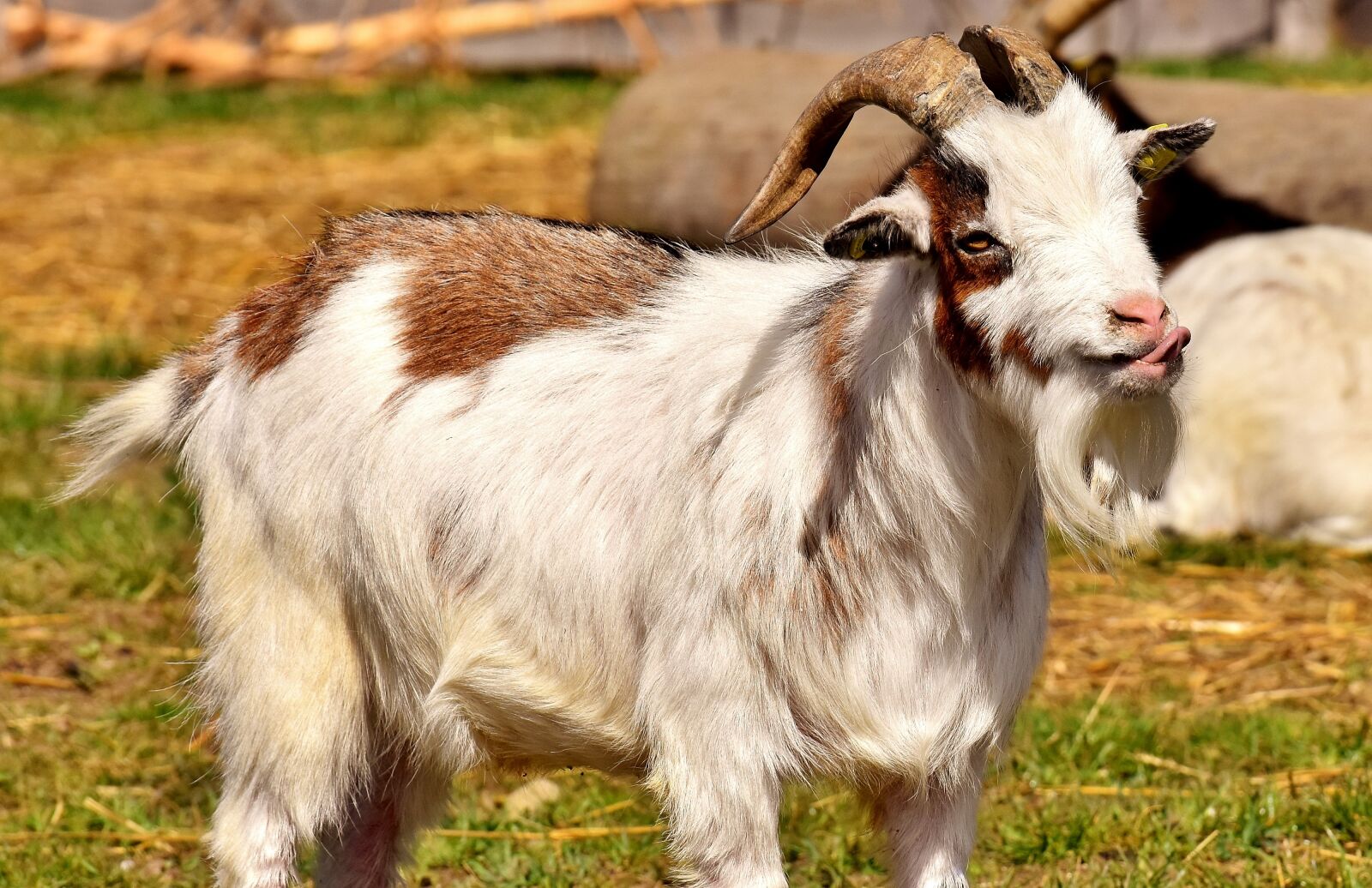 Nikon D7200 sample photo. Goat, tongue, funny photography