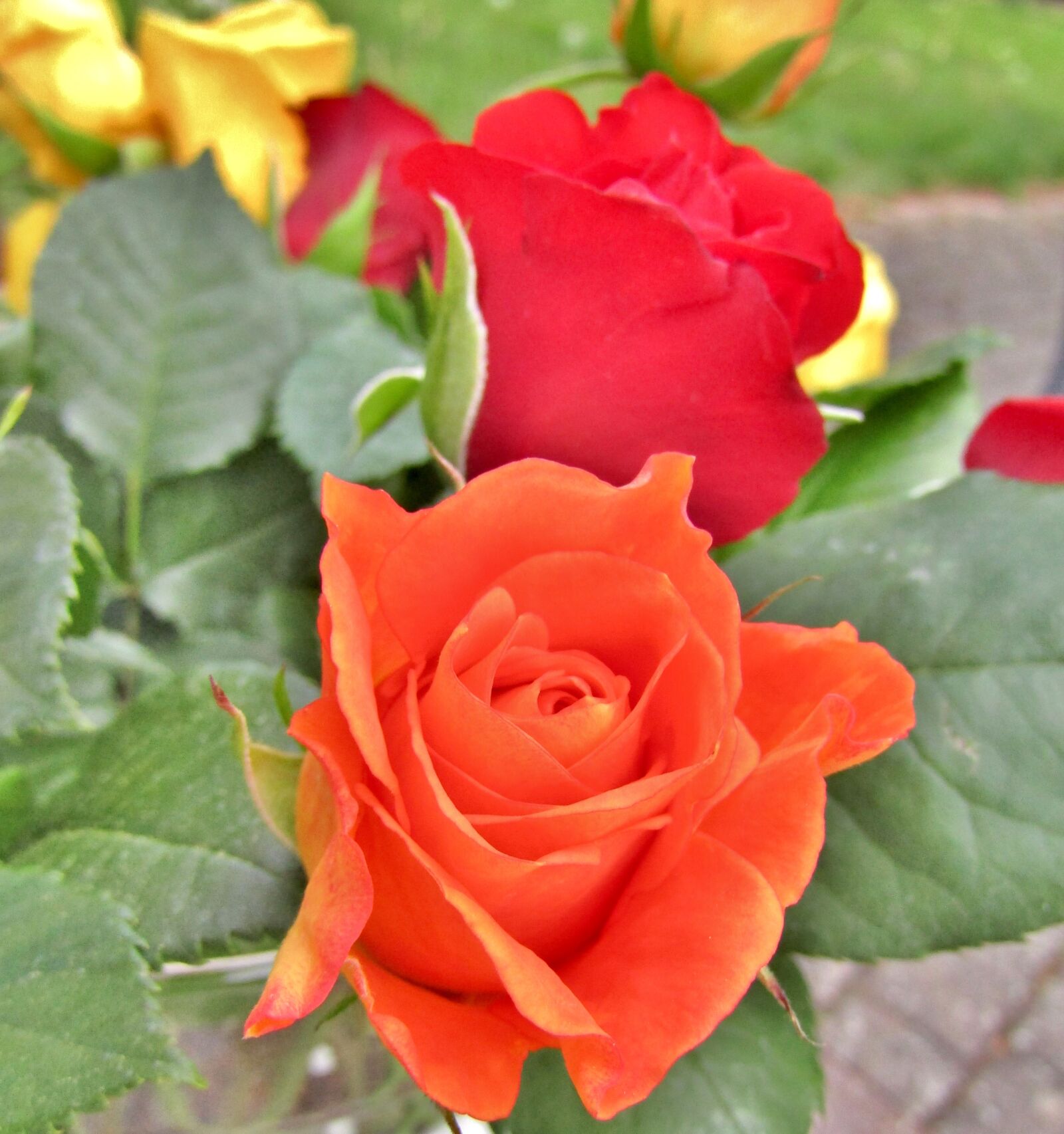 Canon POWERSHOT SX432 IS sample photo. Flowers, roses, orange photography