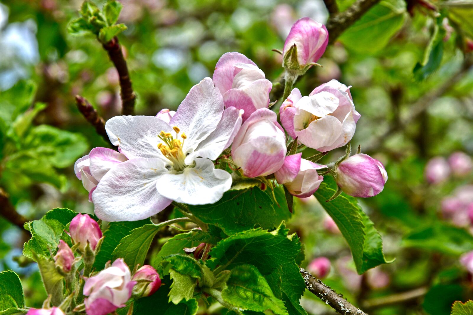 Nikon D7200 sample photo. Spring, blossom, bloom photography