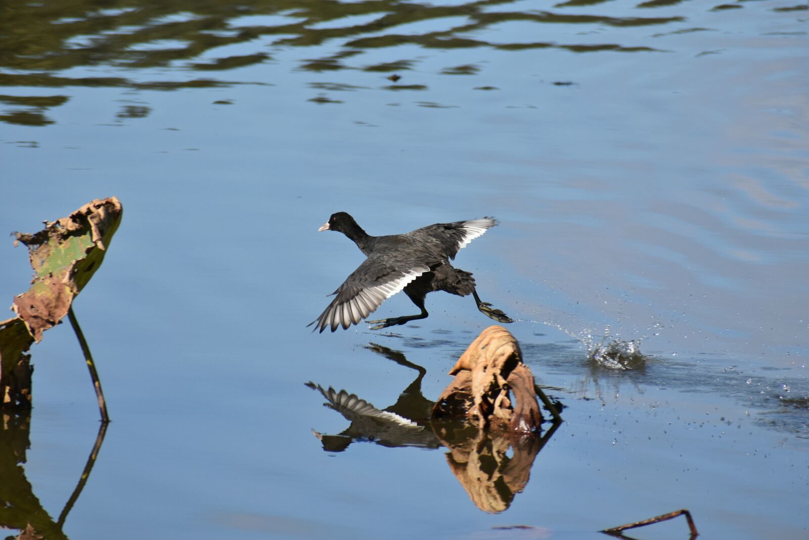 Nikon D7200 sample photo. Animal, pond, waterside photography