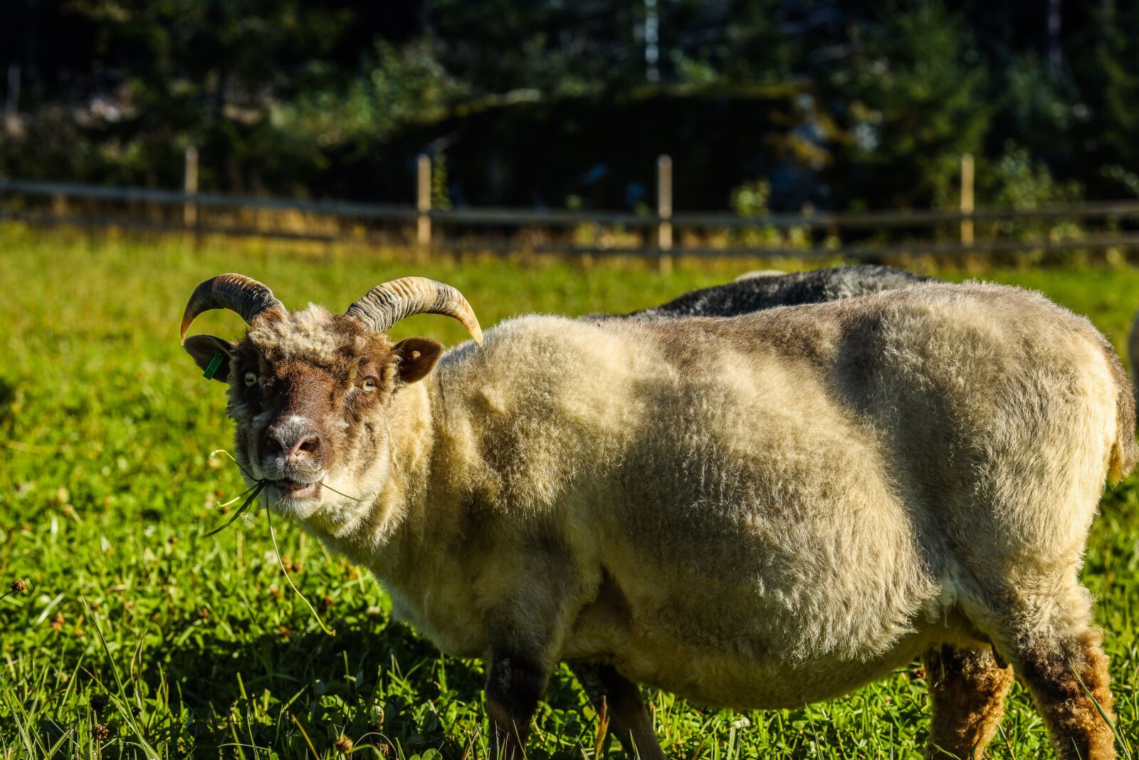 Canon EOS R + Canon EF 135mm F2L USM sample photo. Animal, sheep, horn photography