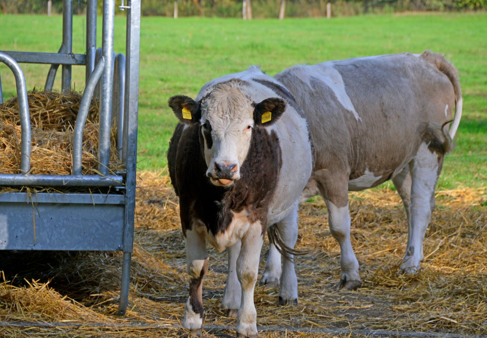 Nikon D3200 sample photo. Cattle, bovine, cow photography