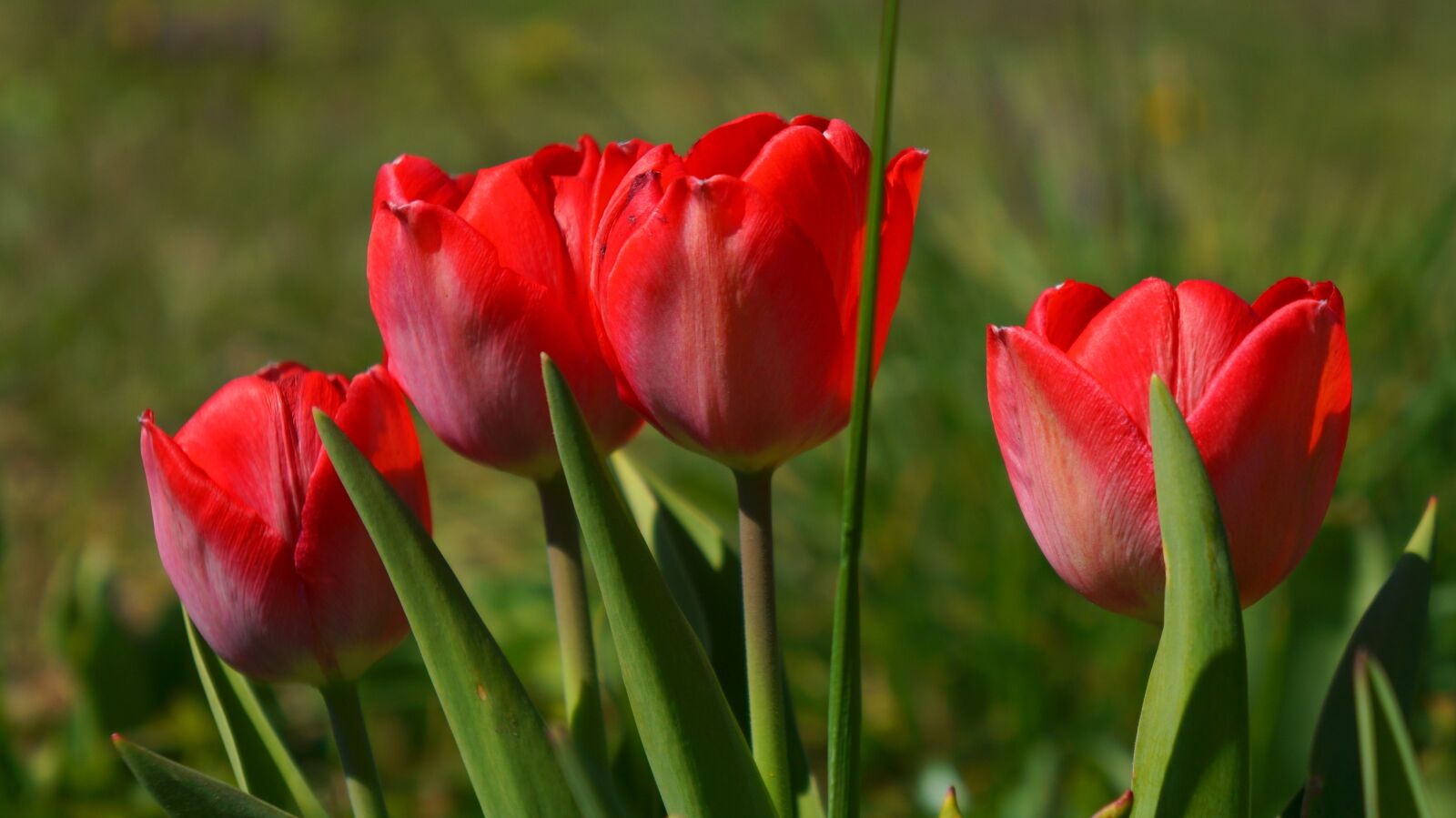 Sony Alpha a3000 sample photo. Nature, plants, flowers photography