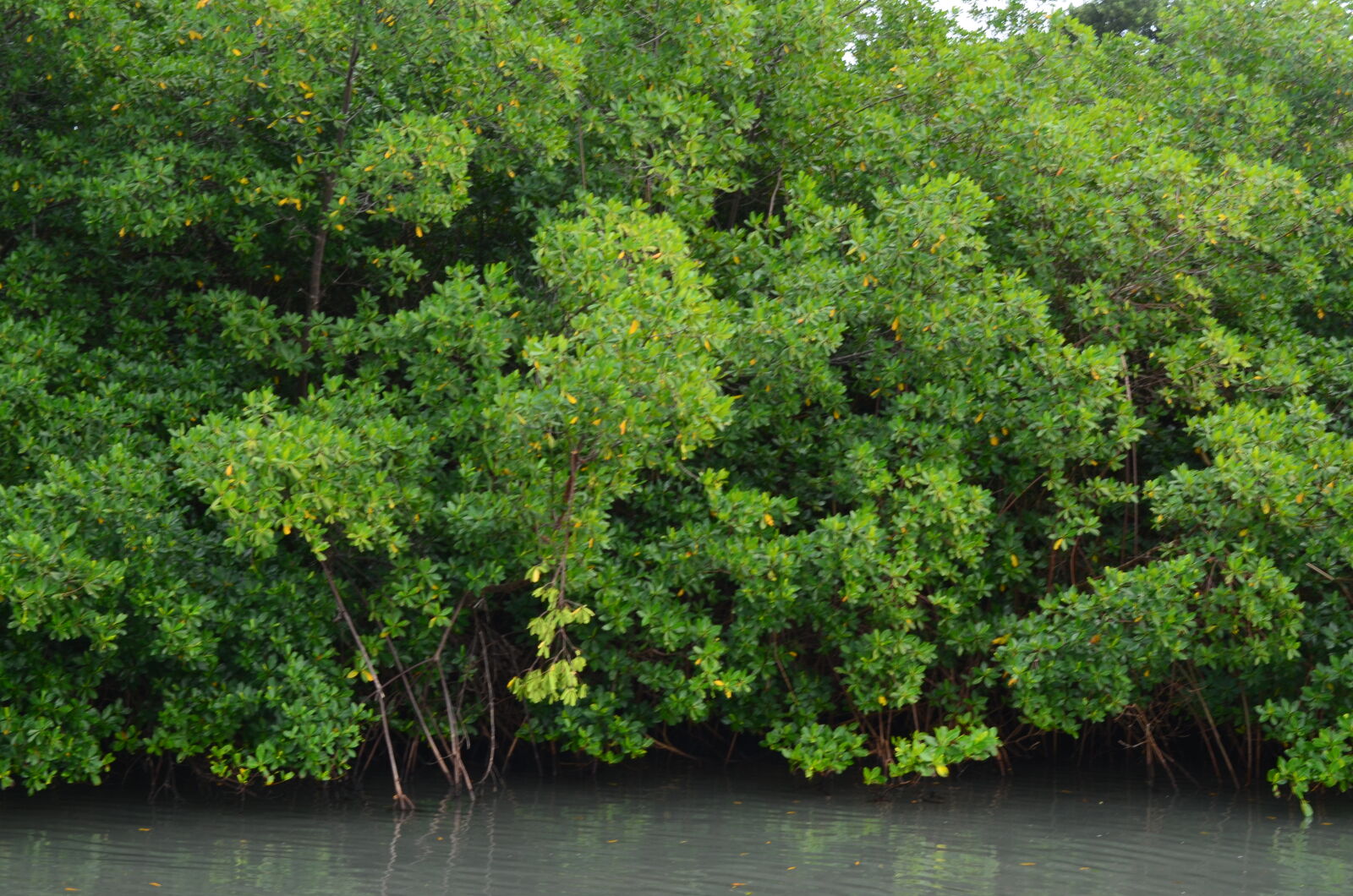 Nikon D5100 sample photo. Marin, marina, martinique photography
