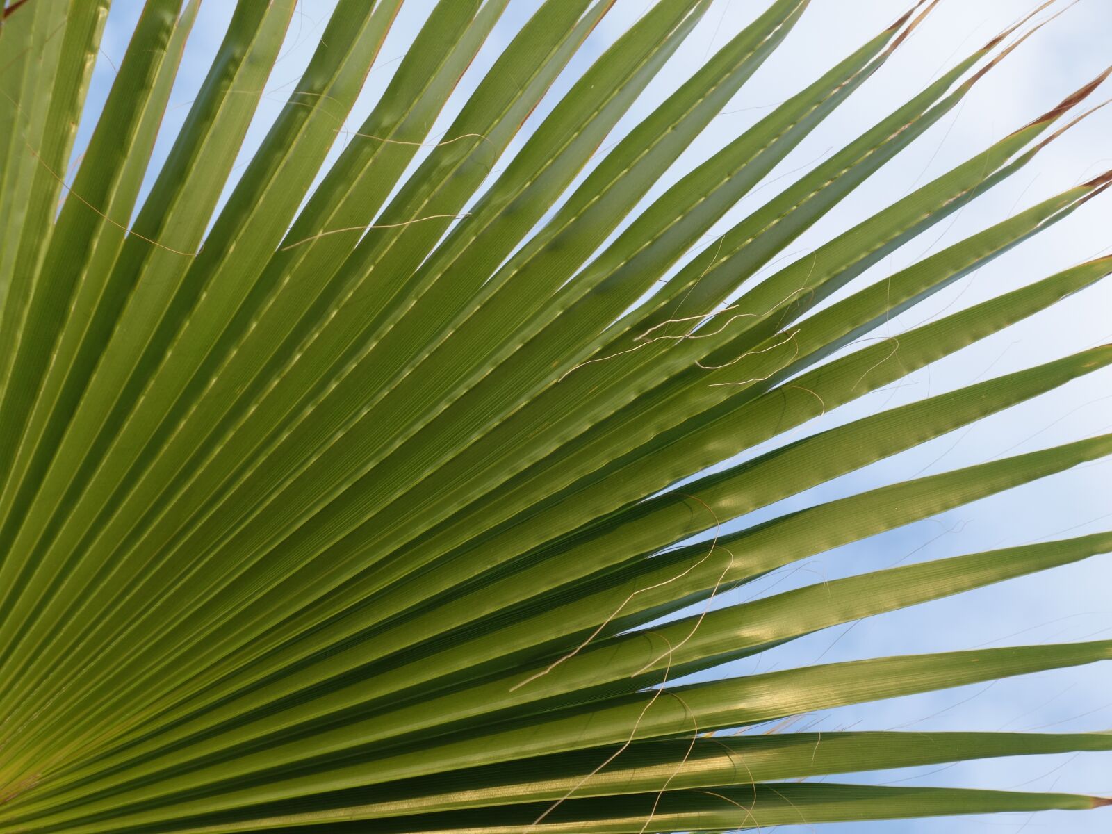 Sony Cyber-shot DSC-RX100 II sample photo. Fan palm, leaves, subjects photography