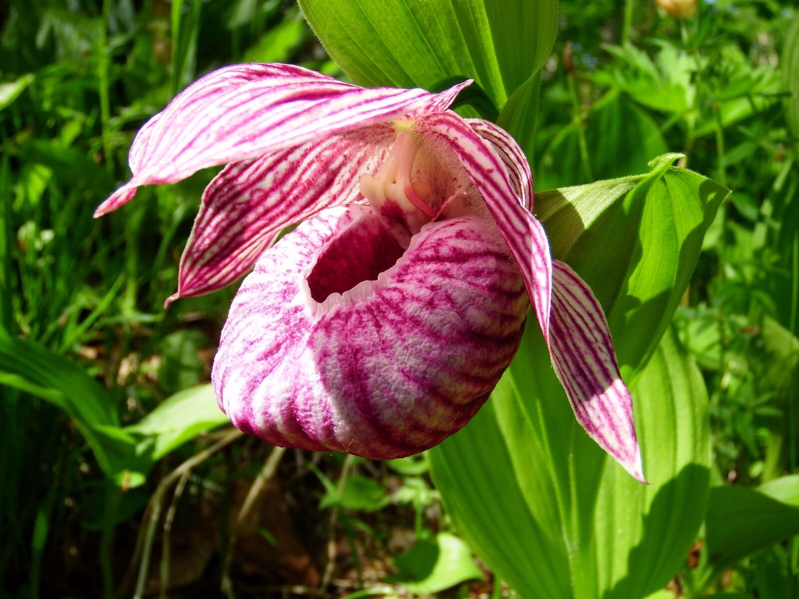 Fujifilm FinePix S1 sample photo. The lady's slipper large-flowered photography