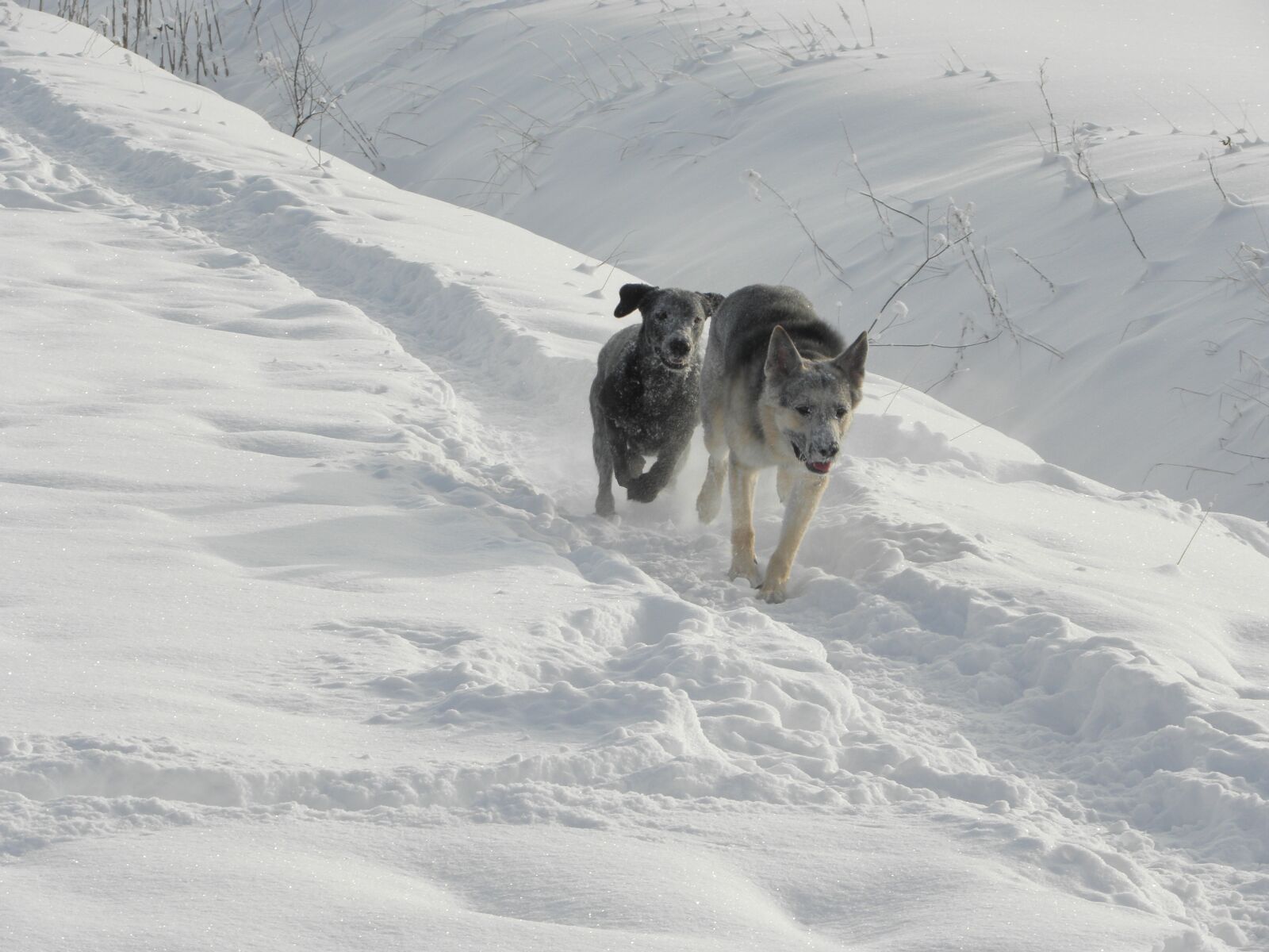 Olympus SP590UZ sample photo. Dog, snow, animal photography