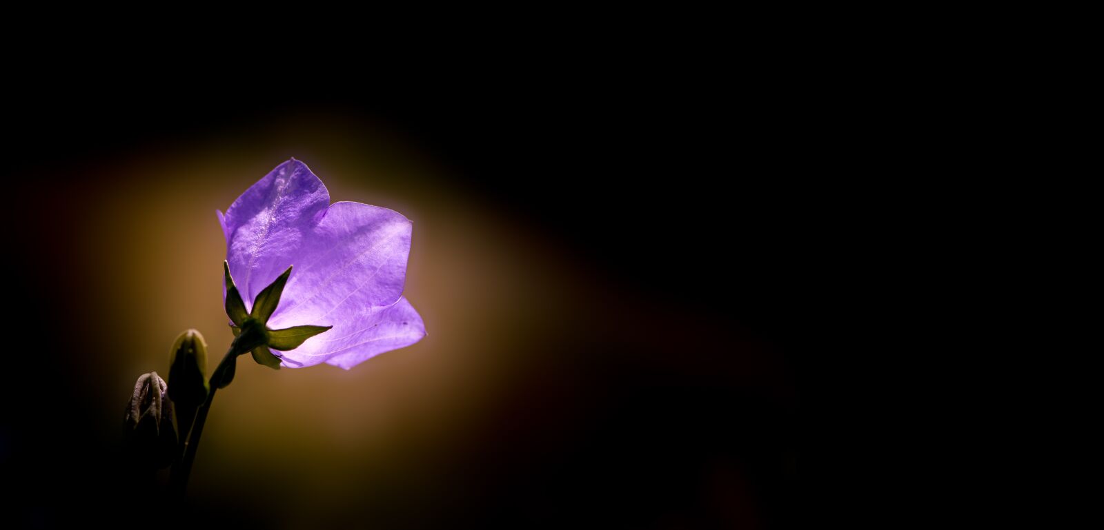 Nikon D7100 sample photo. Bellflower, flower, violet photography