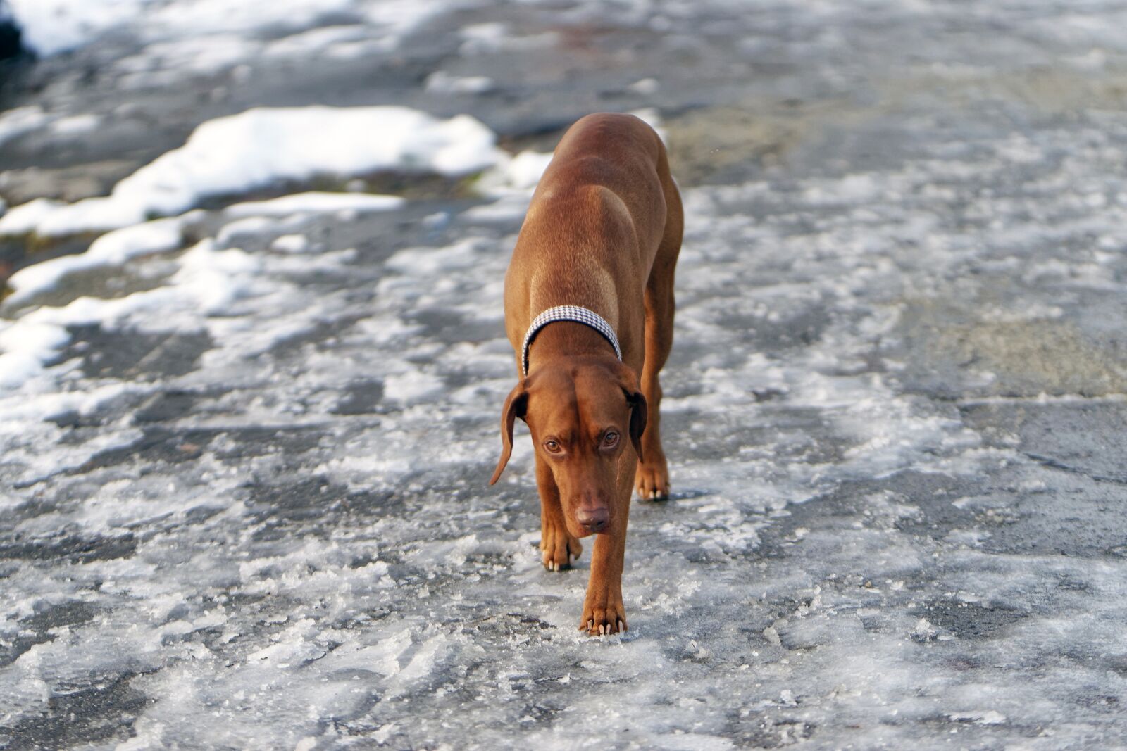 Nikon D5300 sample photo. Dog, animal, pet photography