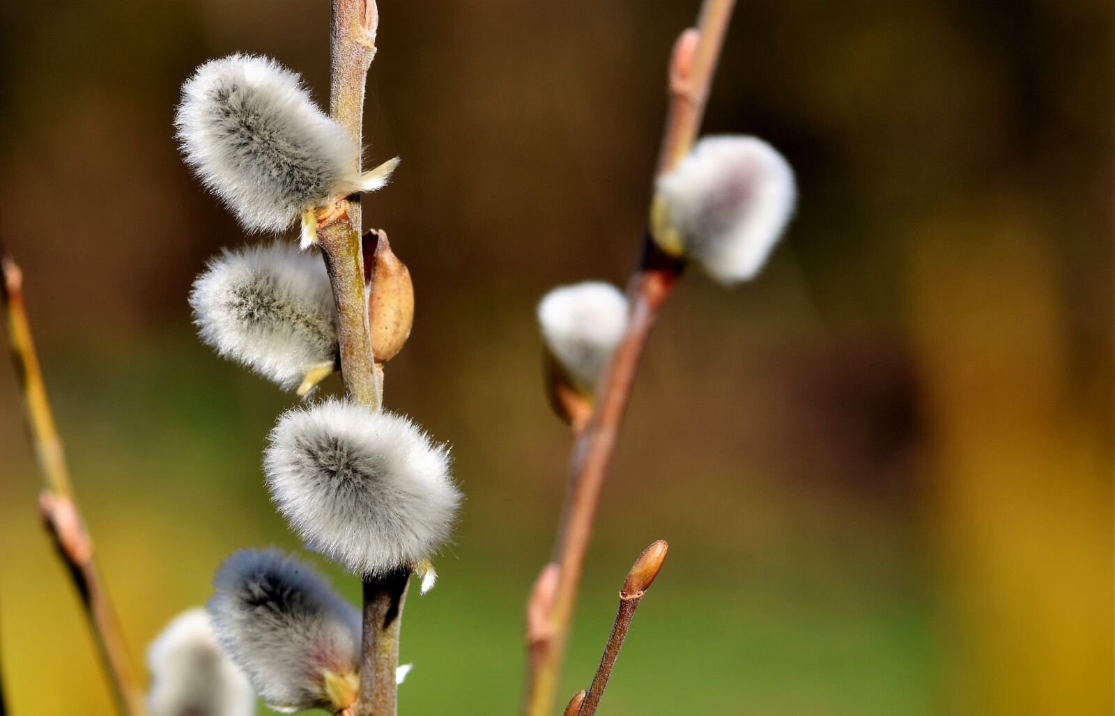 Nikon D7200 sample photo. Palm kitten, willow catkin photography