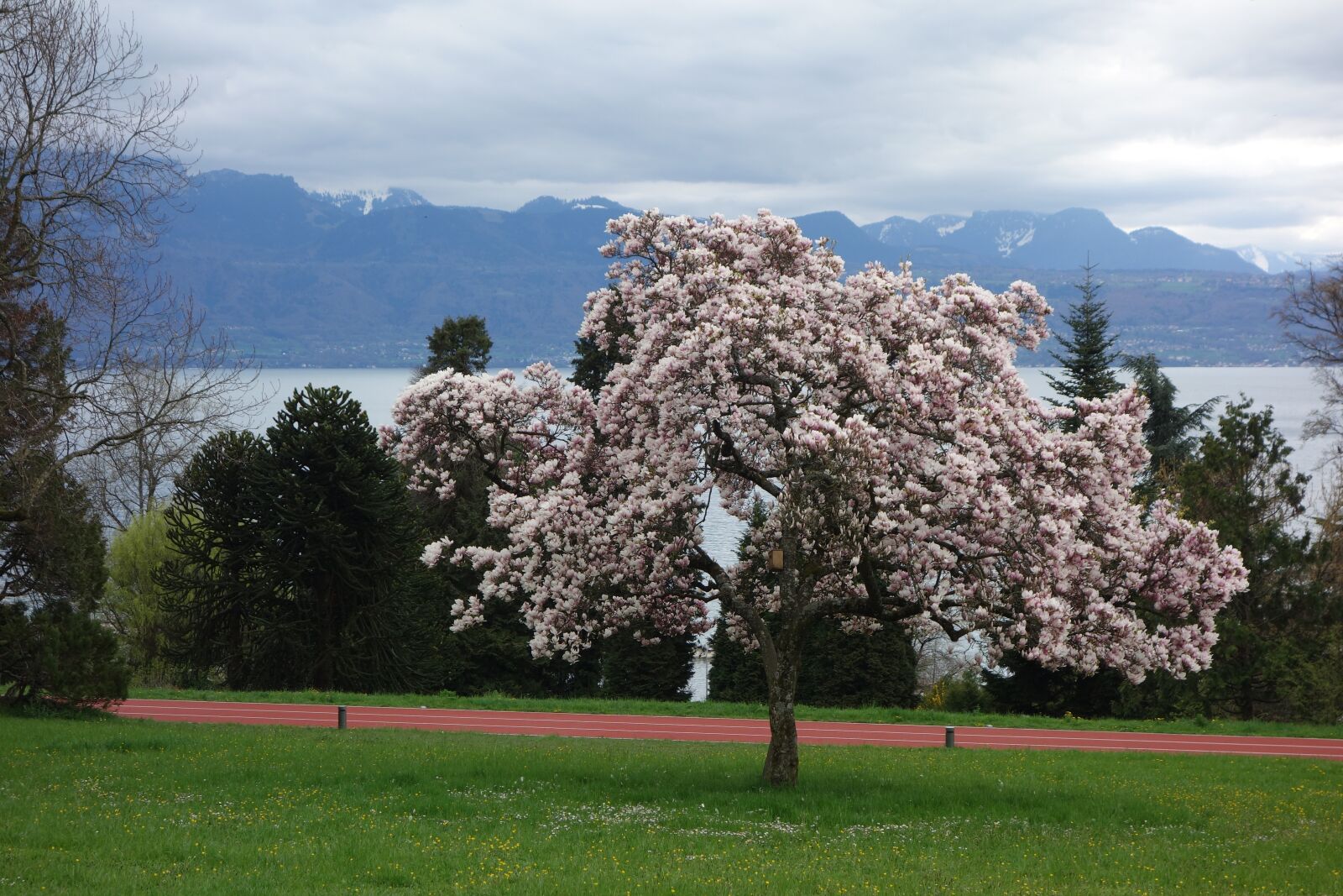 Sony Cyber-shot DSC-RX100 sample photo. Tree, spring, blossom photography