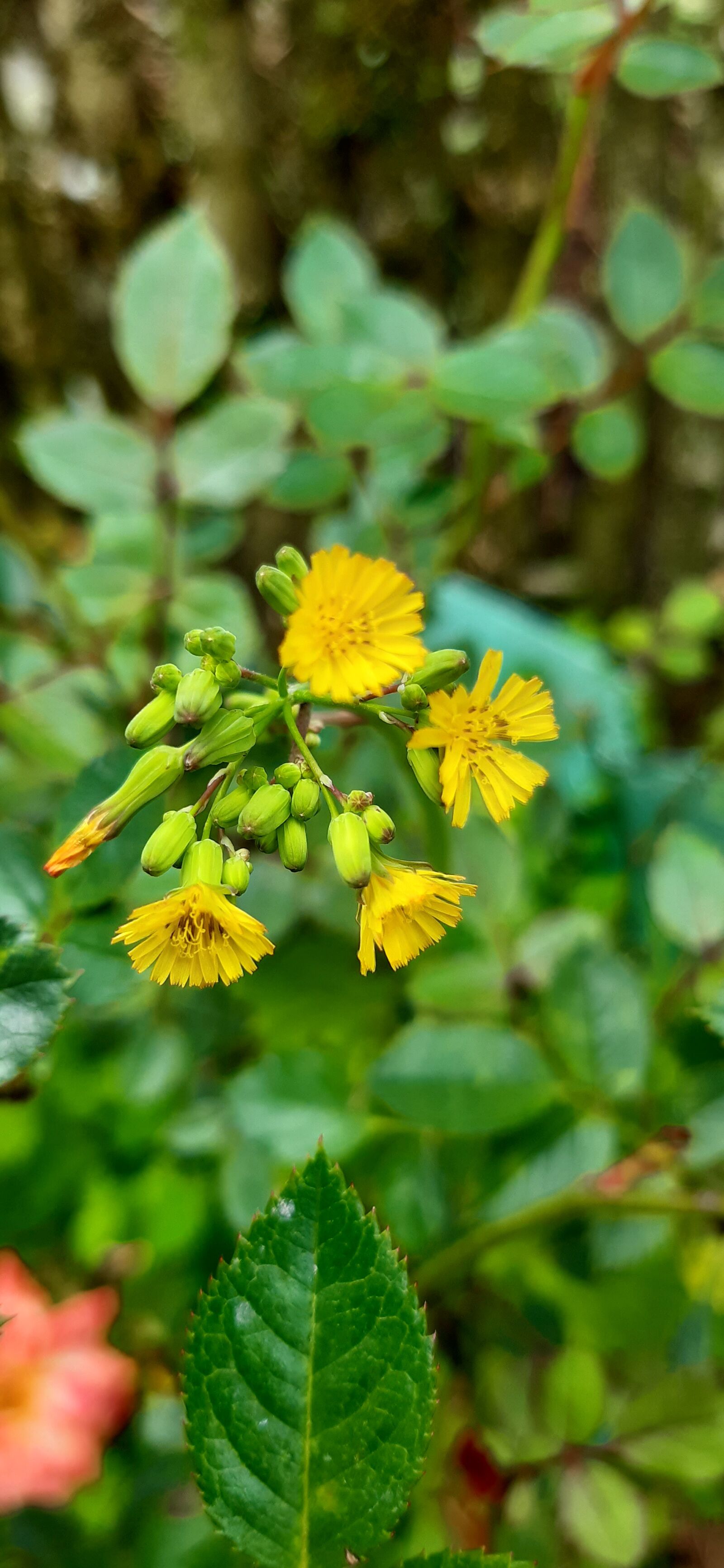 Samsung Galaxy A30 sample photo. Yellow flowers, yellow photography