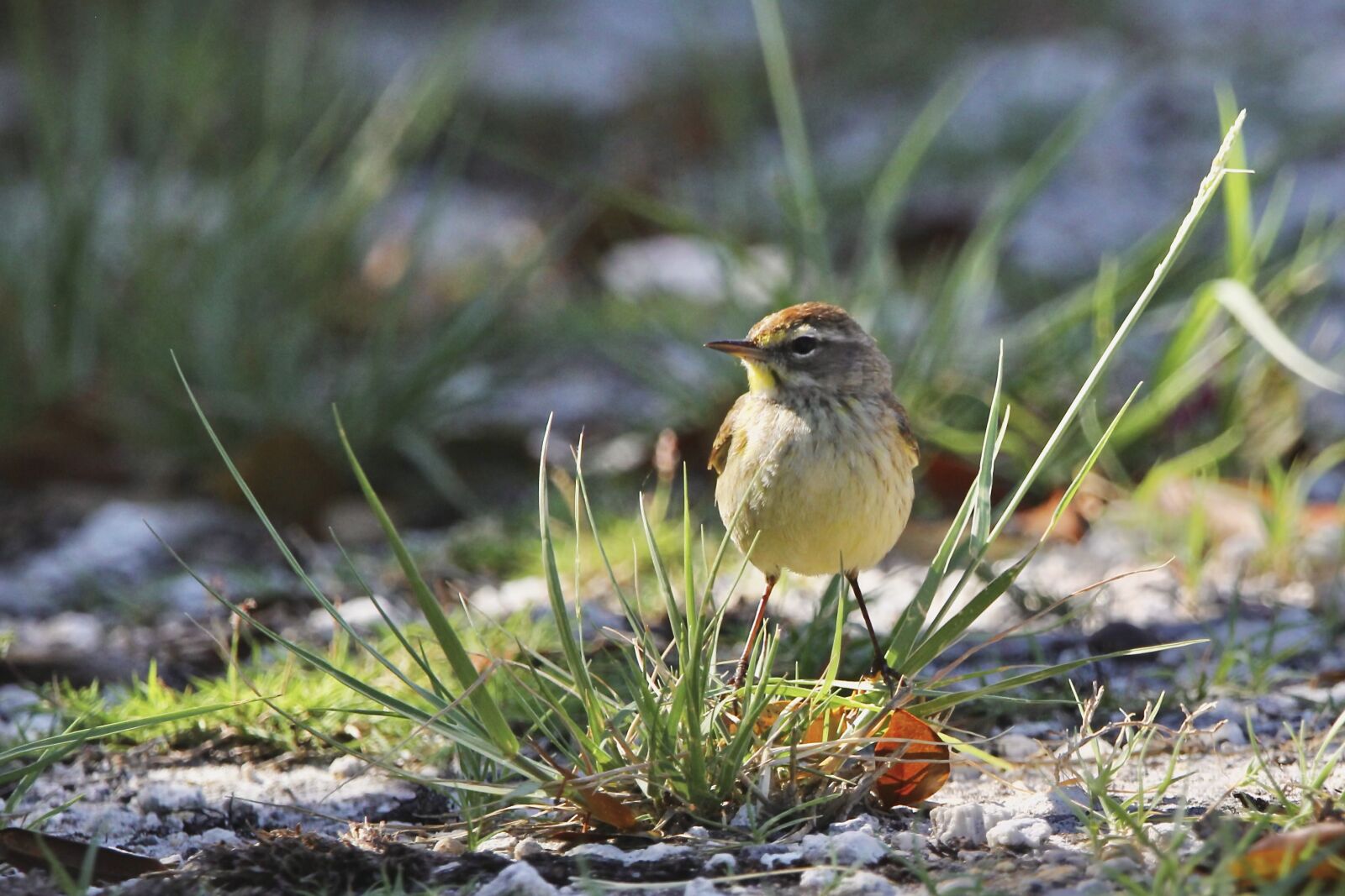 Sigma 150-600mm F5-6.3 DG OS HSM | C sample photo. Palm warbler photography