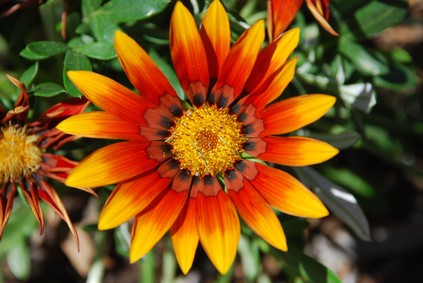 Nikon D80 sample photo. Flower, spring, bloom photography