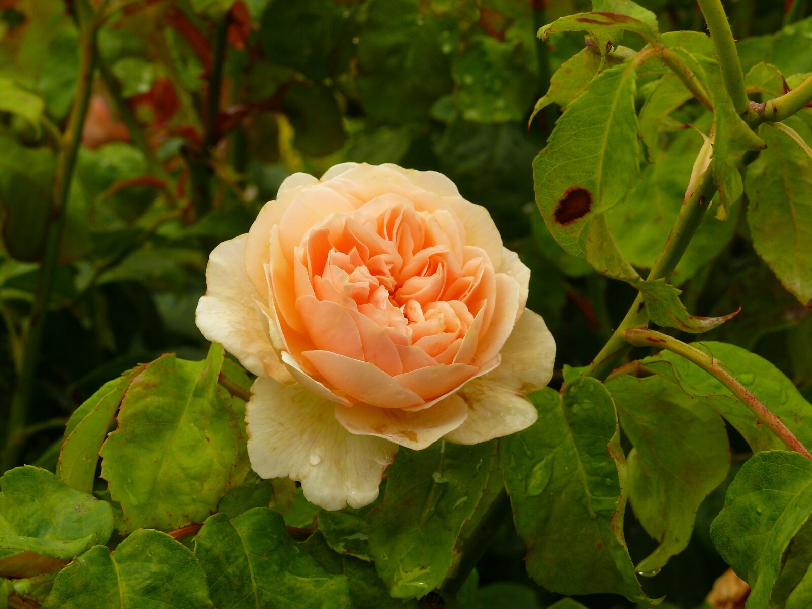 Panasonic DMC-FZ50 sample photo. Rose, blossom, bloom photography