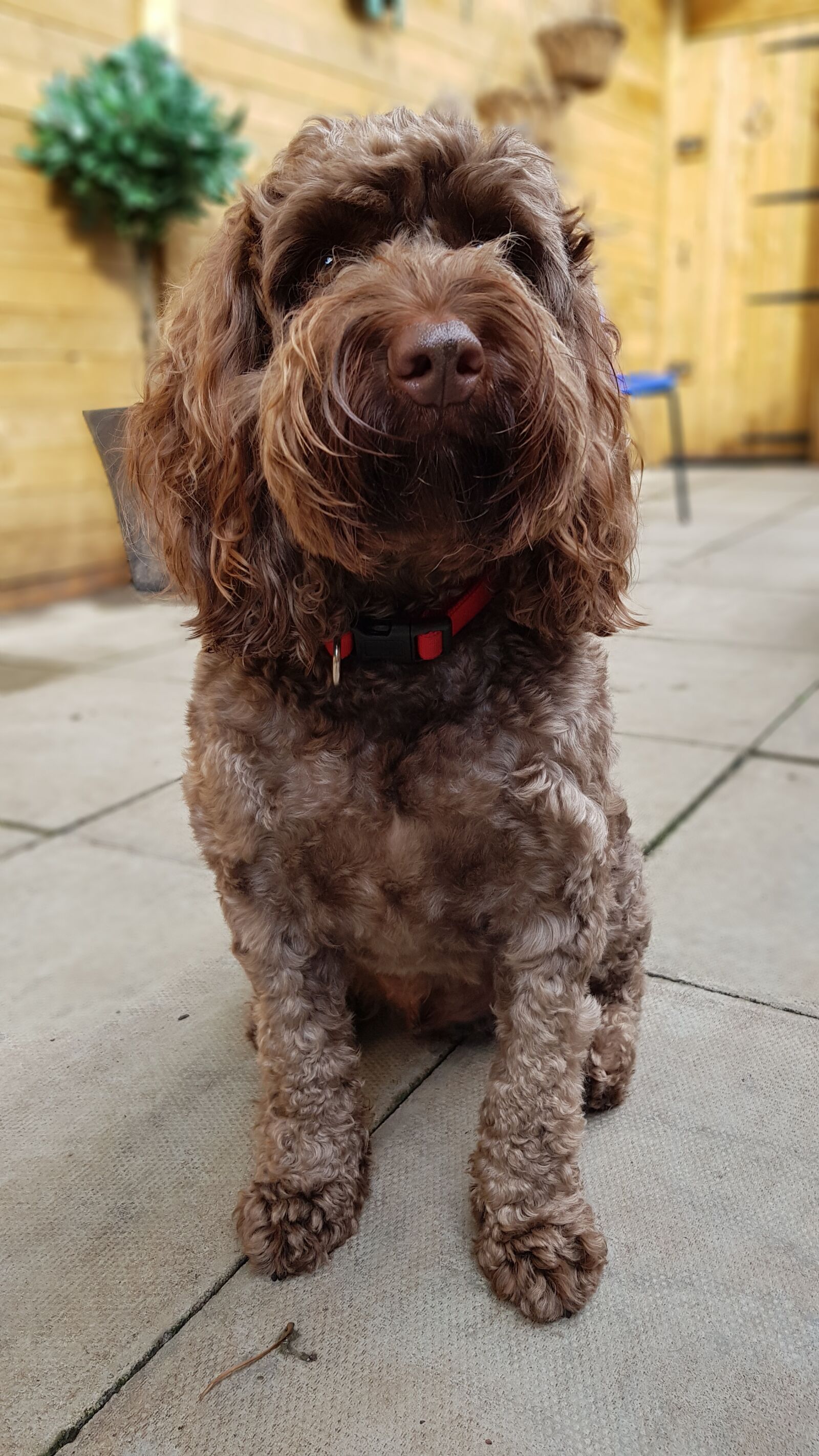 Samsung Galaxy S8 sample photo. Dog, dog sitting, dog photography