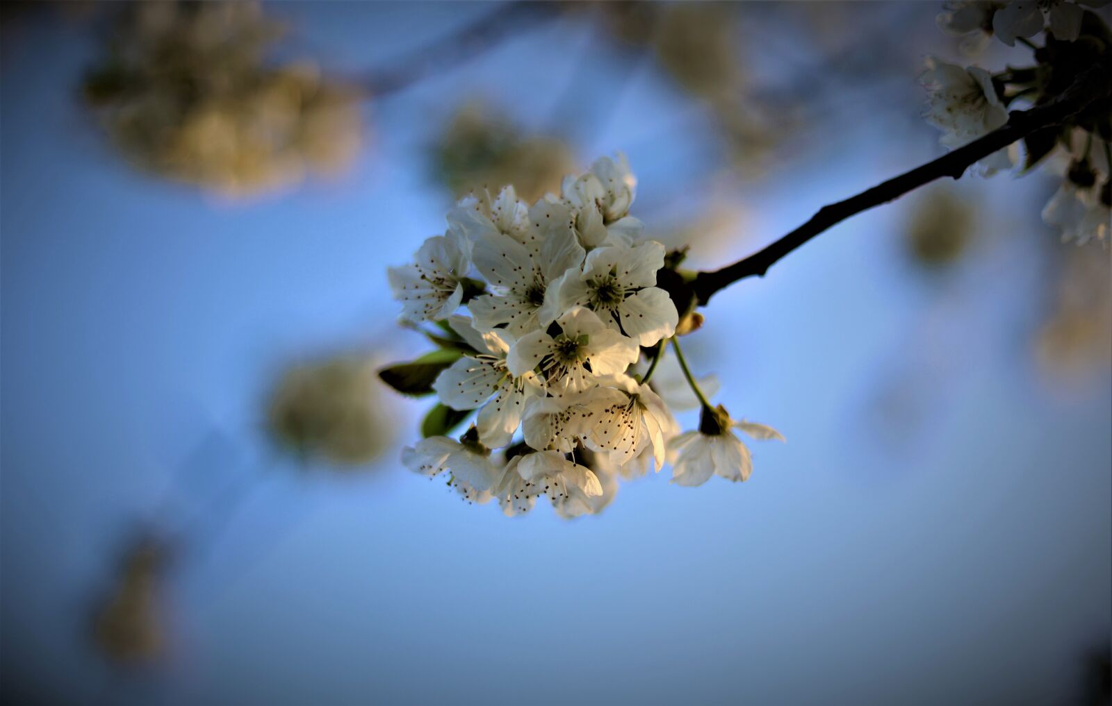 Canon EOS RP + Canon EF 50mm F1.8 STM sample photo. Niederrhein, kirch blossoms, fruit photography