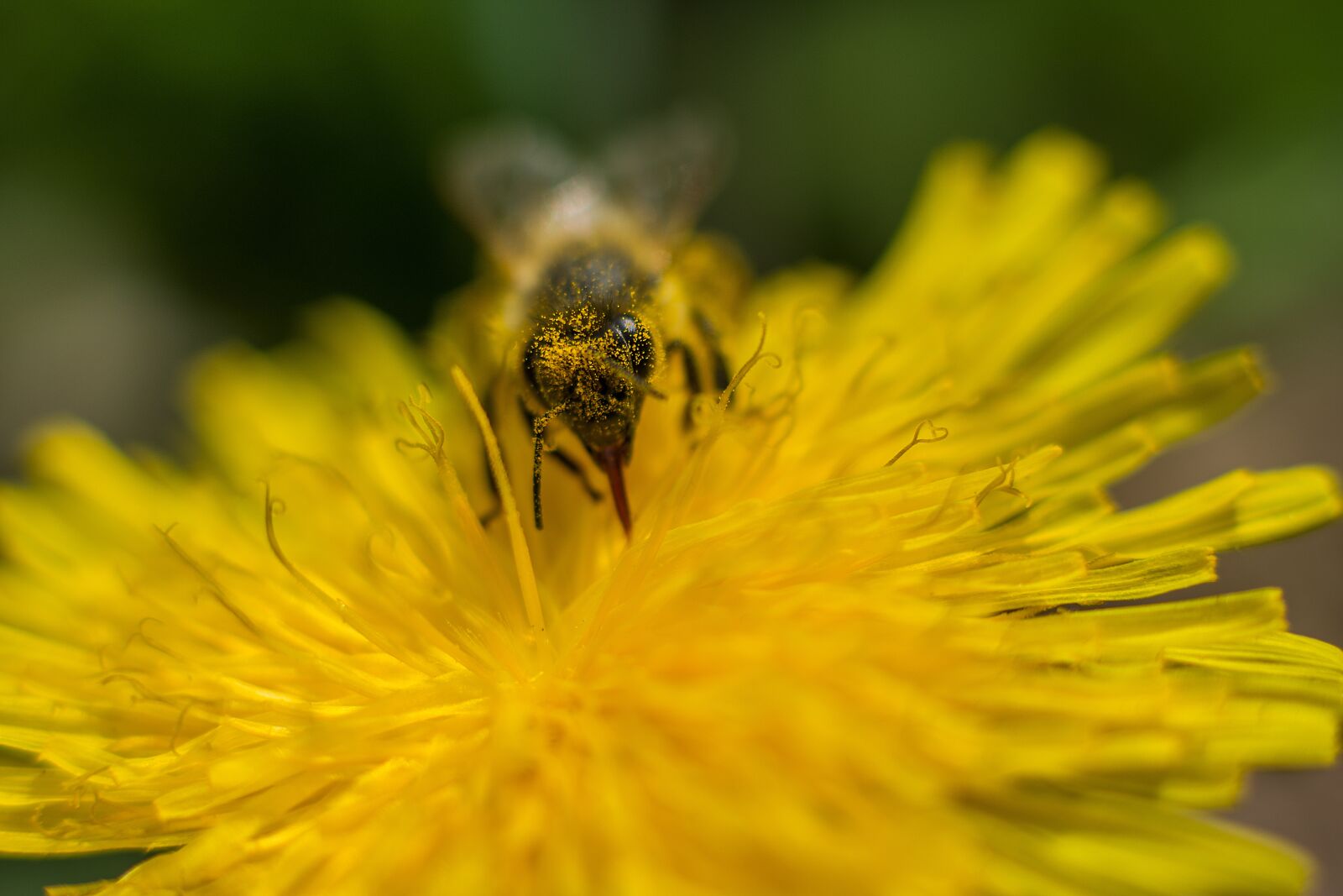 Nikon D7200 sample photo. Bee, dandelion, flower photography