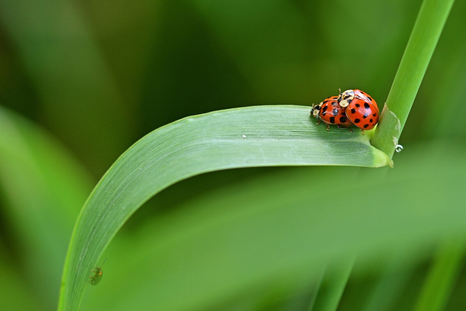 Nikon D5200 sample photo. Ladybug, leaf, 22-spot ladybird photography